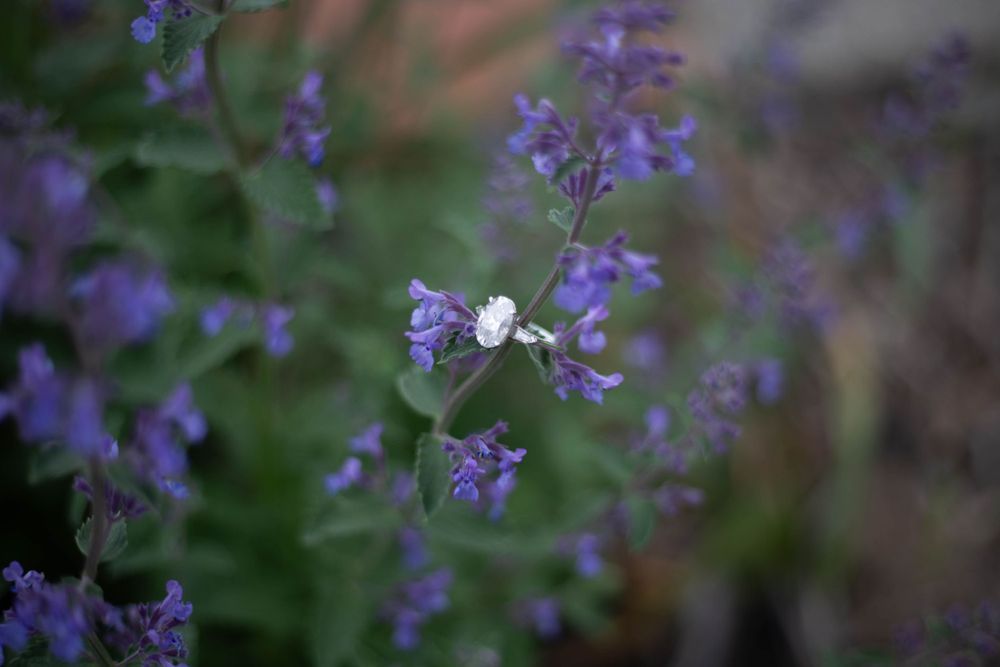 Purple wildflowers blooming in soft focus with natural bokeh effect. Mauston photographer.