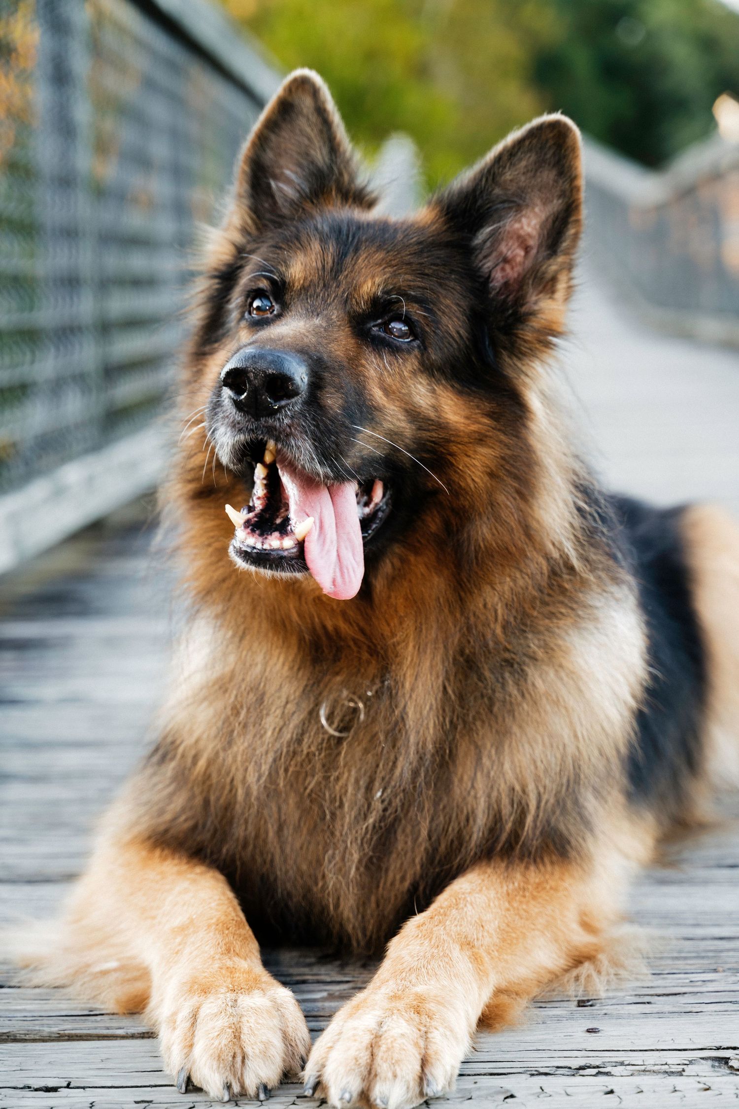A happy German Shepherd dog lying on a wooden bridge with tongue out, showcasing its beautiful tan and black coat.