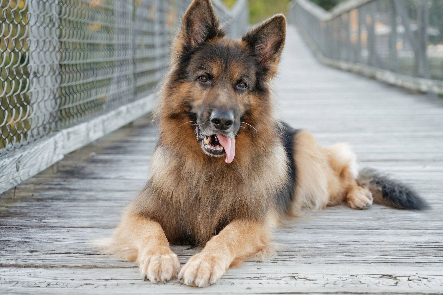 A fluffy German Shepherd dog lying on a wooden bridge with tongue out, looking alert and calm.