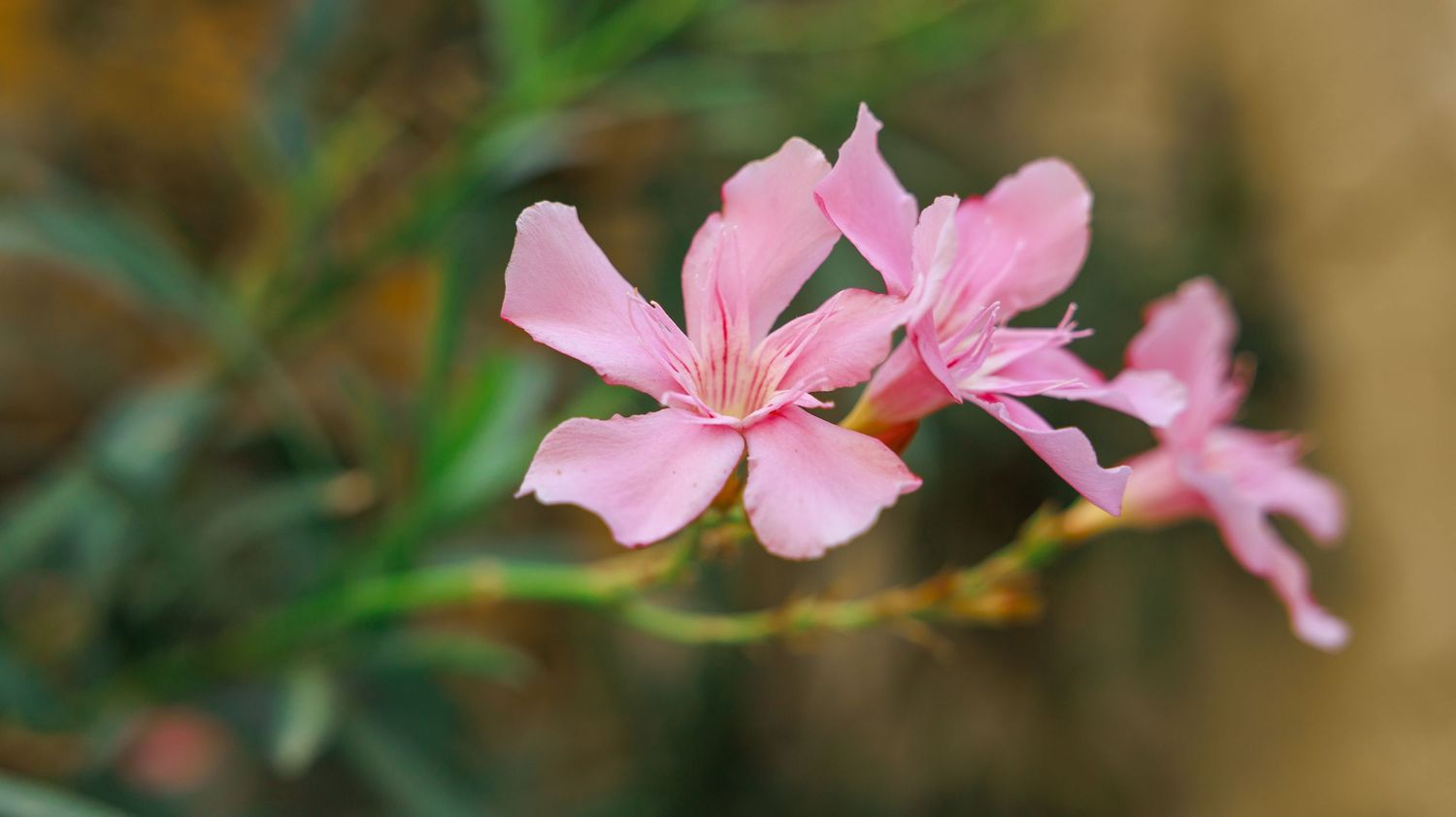 nature-inspired-warm-photography
