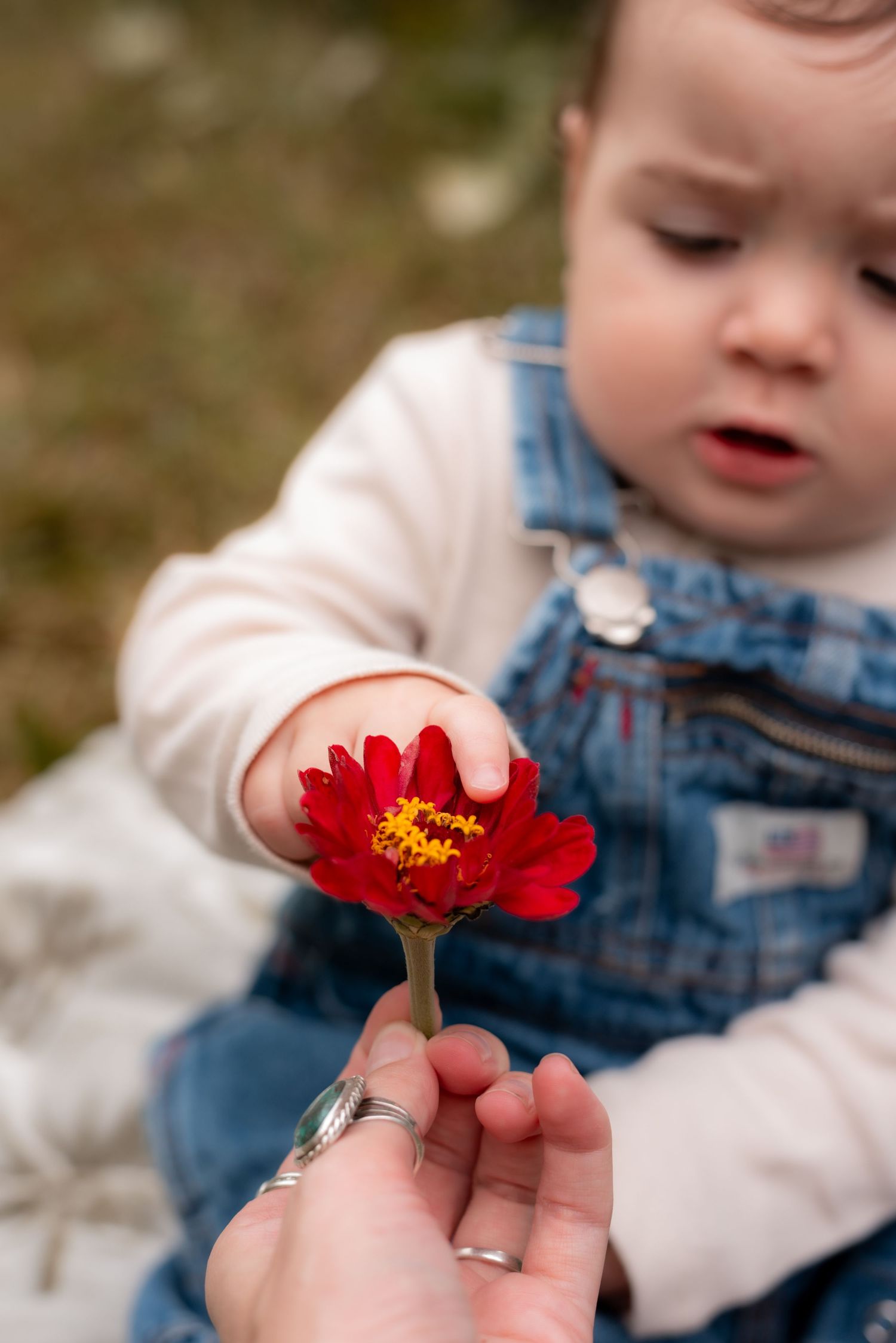 Small hand holding bright red zinnia flower while wearing denim overalls.