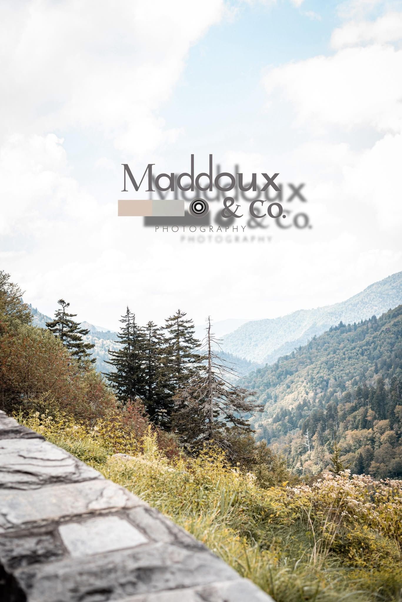 Mountain landscape with evergreen trees and yellow wildflowers along a rocky path in the Great Smoky Mountains.