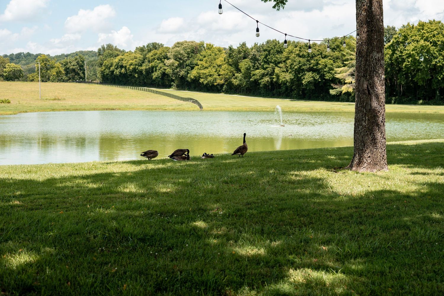 Canada geese walk on lush green grass beside a serene pond with a fountain, surrounded by trees.