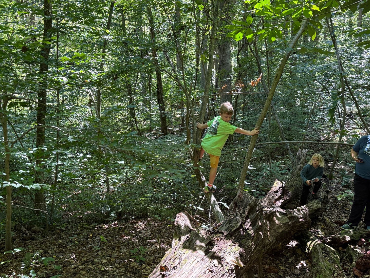 Child in green shirt balancing on fallen log in lush forest woodland adventure.