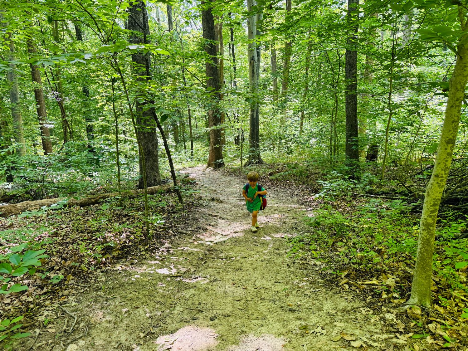 Child hiking on a lush green forest trail surrounded by tall trees in a dense woodland nature setting.