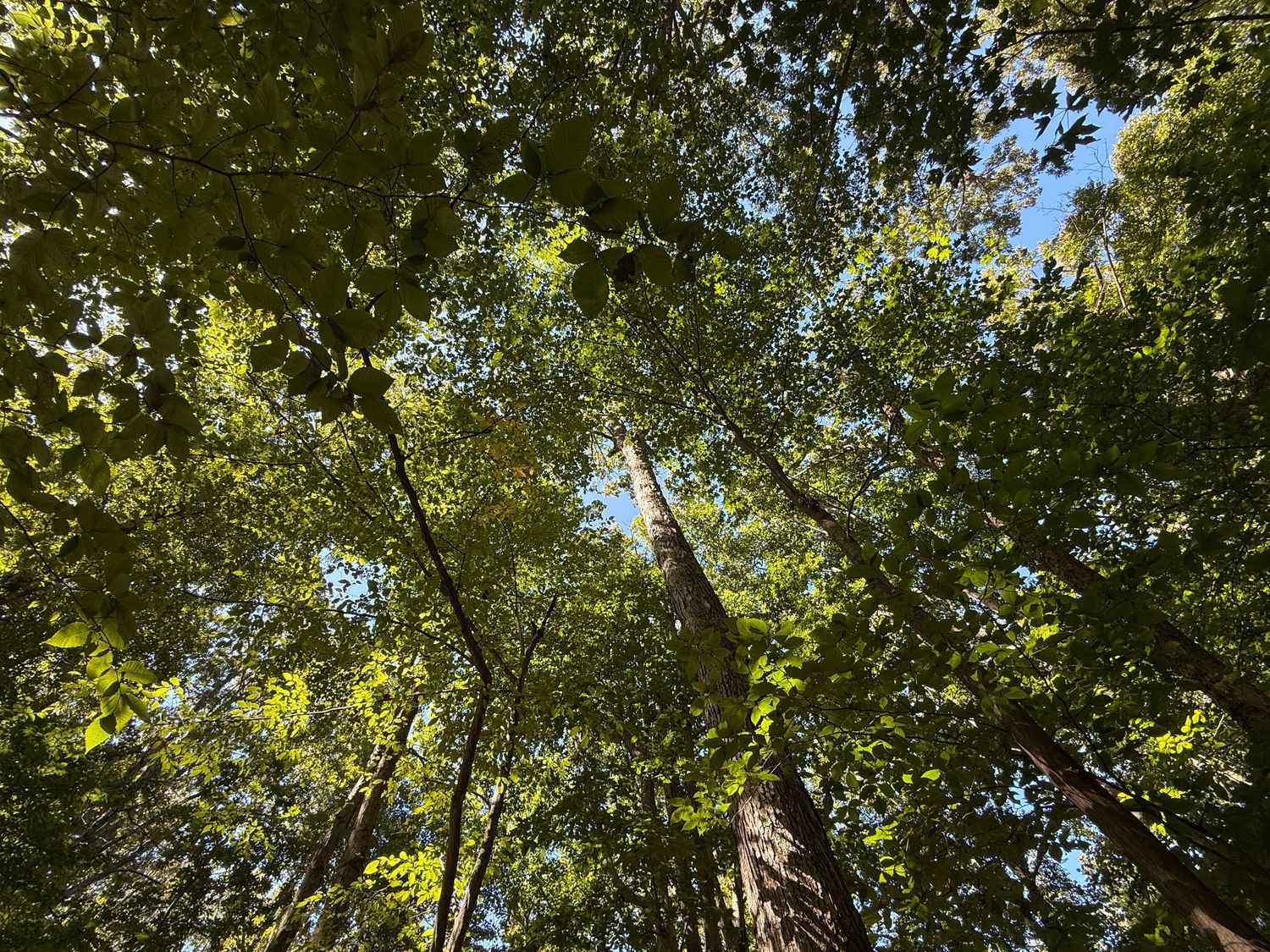 Looking up through a lush green forest canopy at a blue sky, surrounded by tall trees with bright leaves.