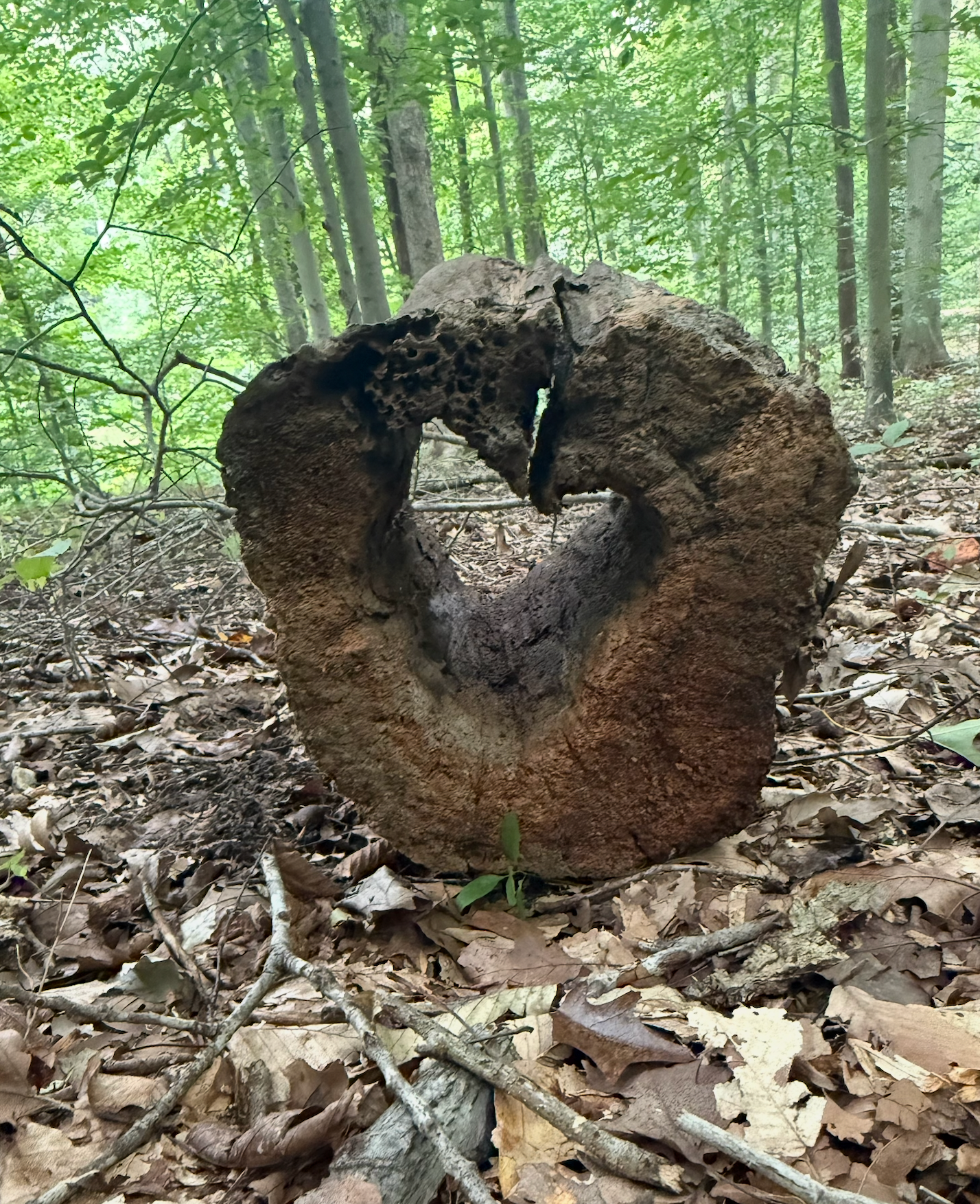 Unique hollow rotting tree stump with heart-shaped opening on a forest floor covered in leaves.