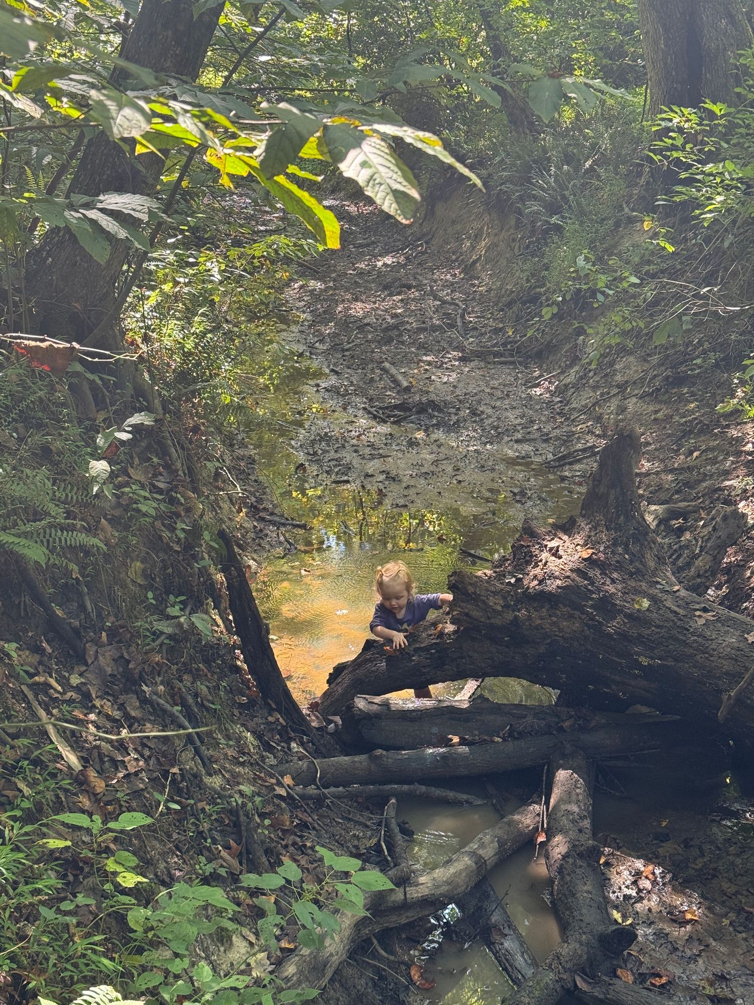 Young child exploring a muddy forest creek surrounded by fallen logs and lush greenery.