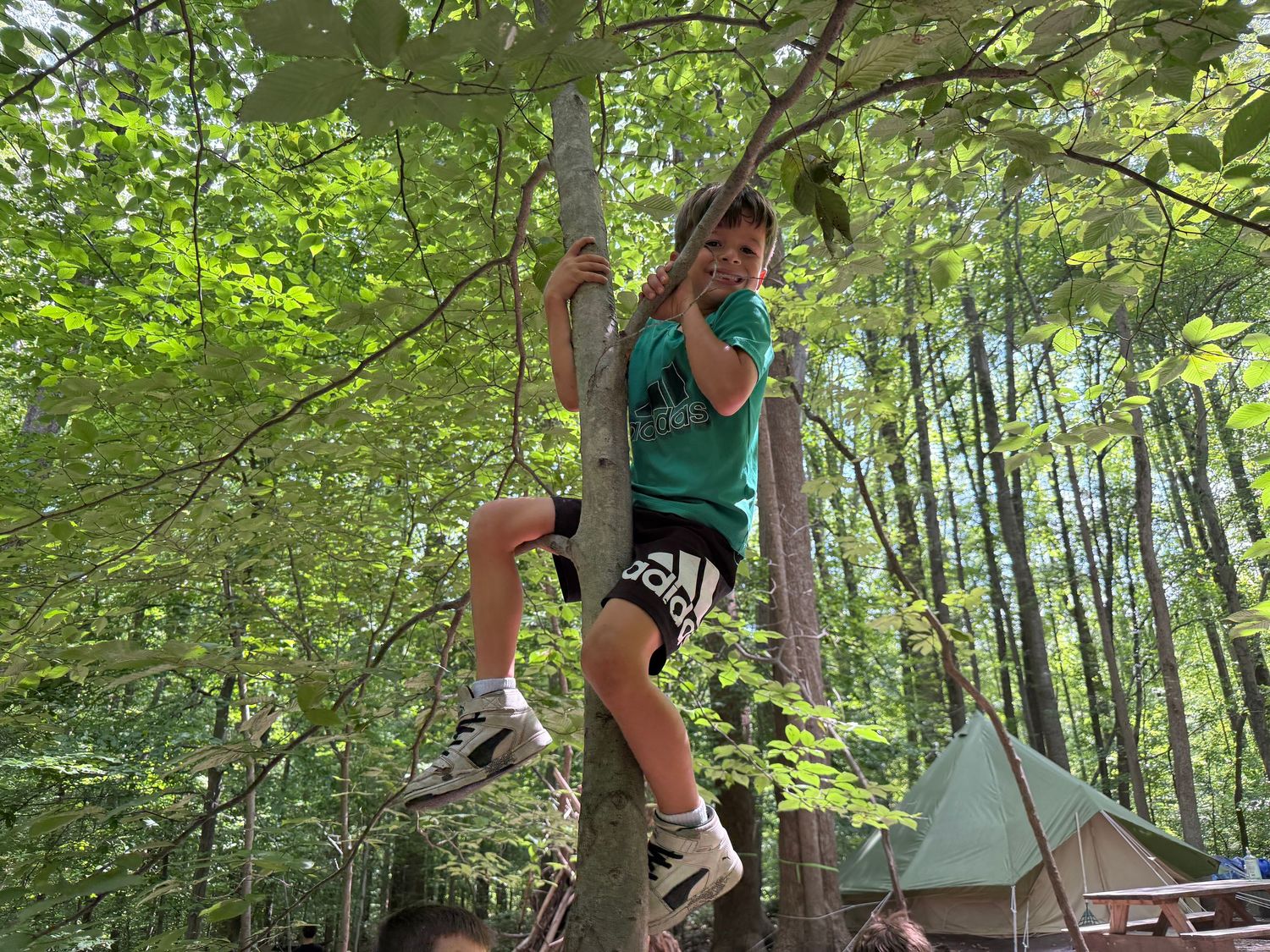 Boy in green shirt climbing a tree at an outdoor summer camp in a lush forest setting.