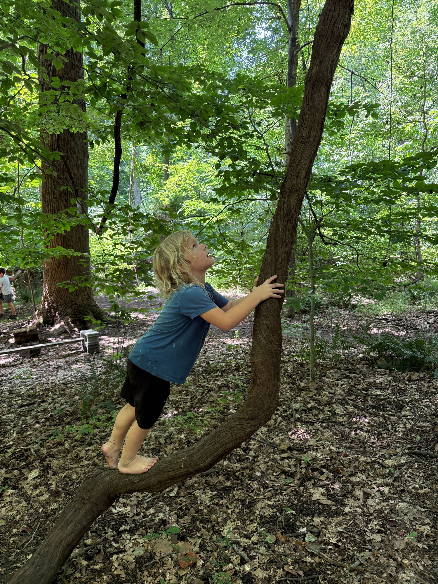 A young blonde child climbs a curved tree trunk barefoot in a lush green forest setting.