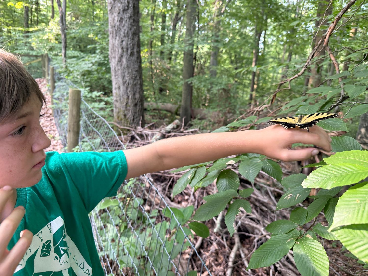 Boy in green shirt observing a swallowtail butterfly resting on leaves in the forest.