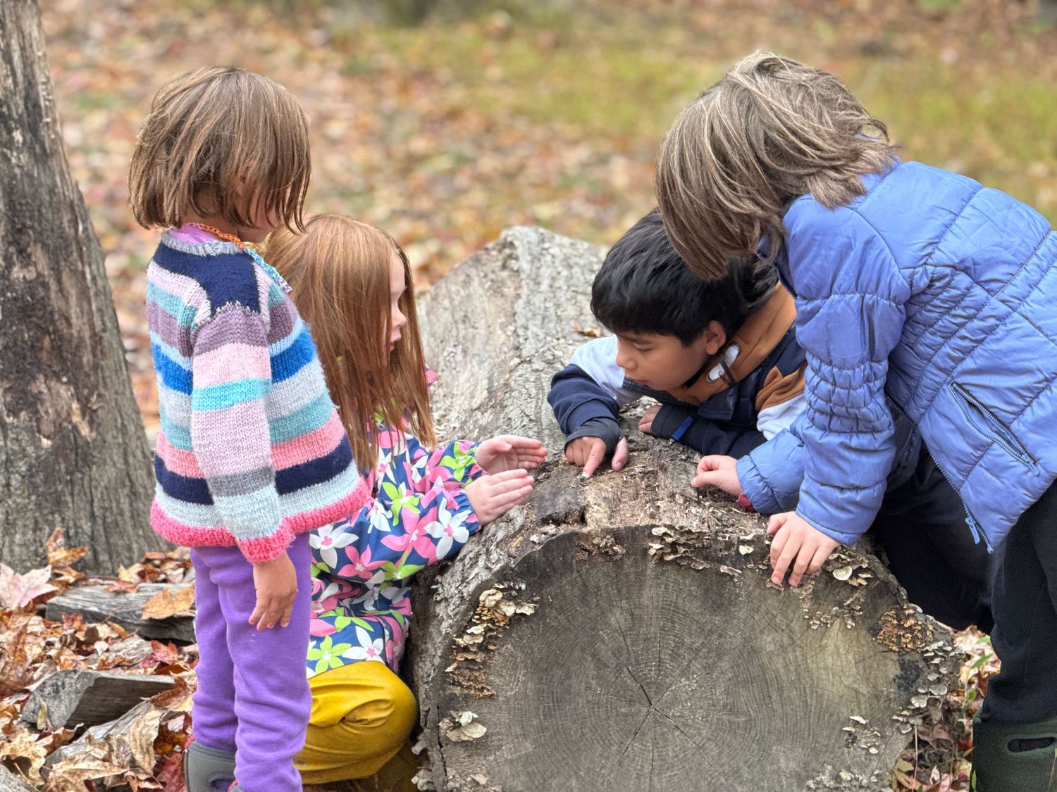 Children and adult exploring a tree stump in autumn forest, examining nature together outdoors.