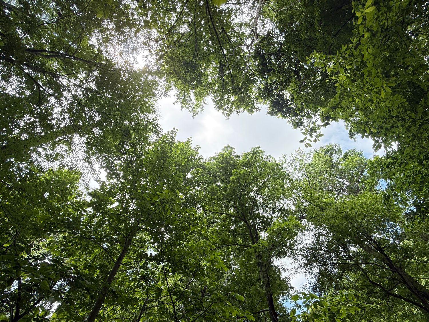 Looking up through lush green forest canopy at bright sky surrounded by tall trees.
