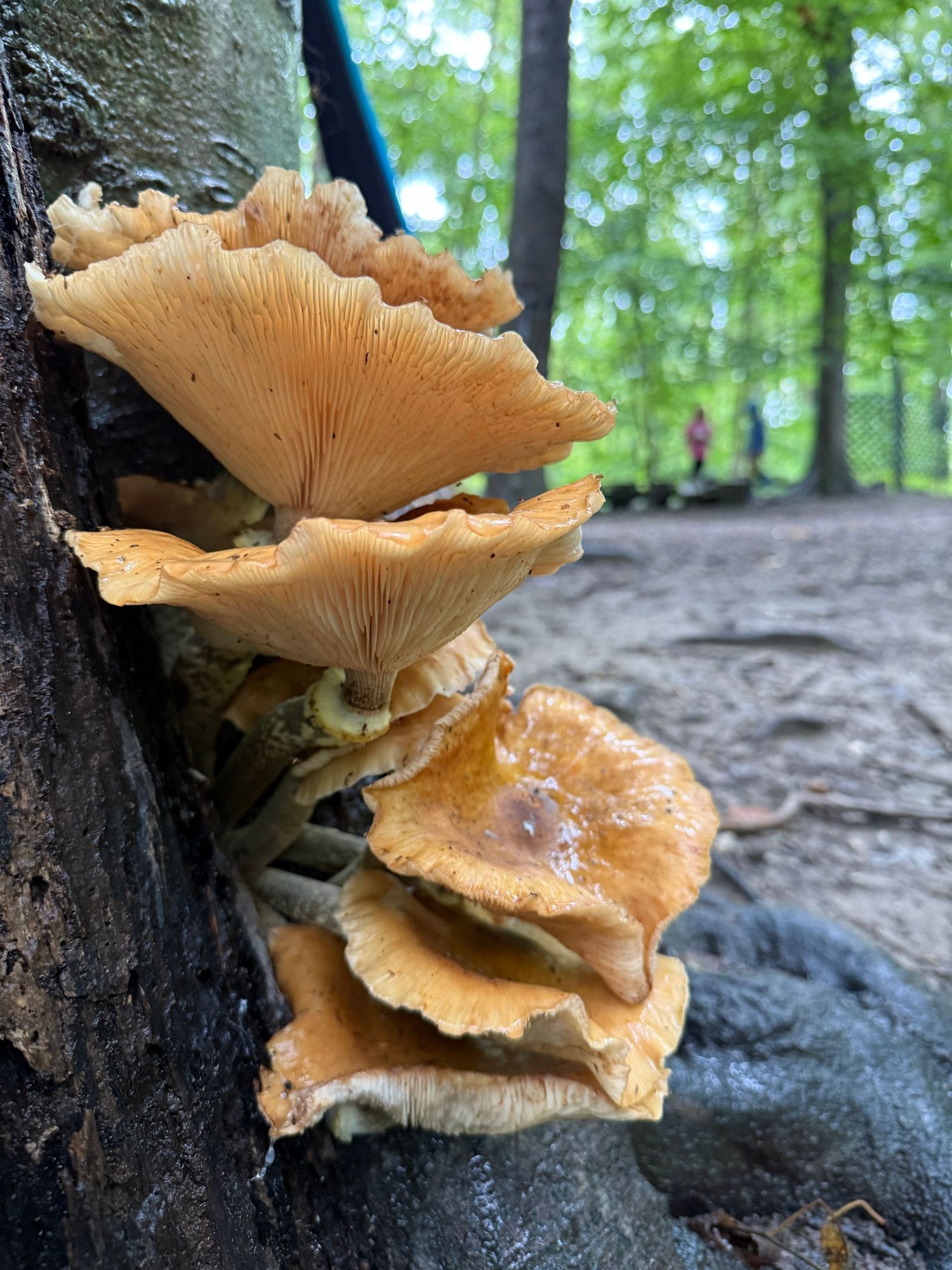 Cluster of golden-orange wild mushrooms growing on a tree bark in a forest setting.