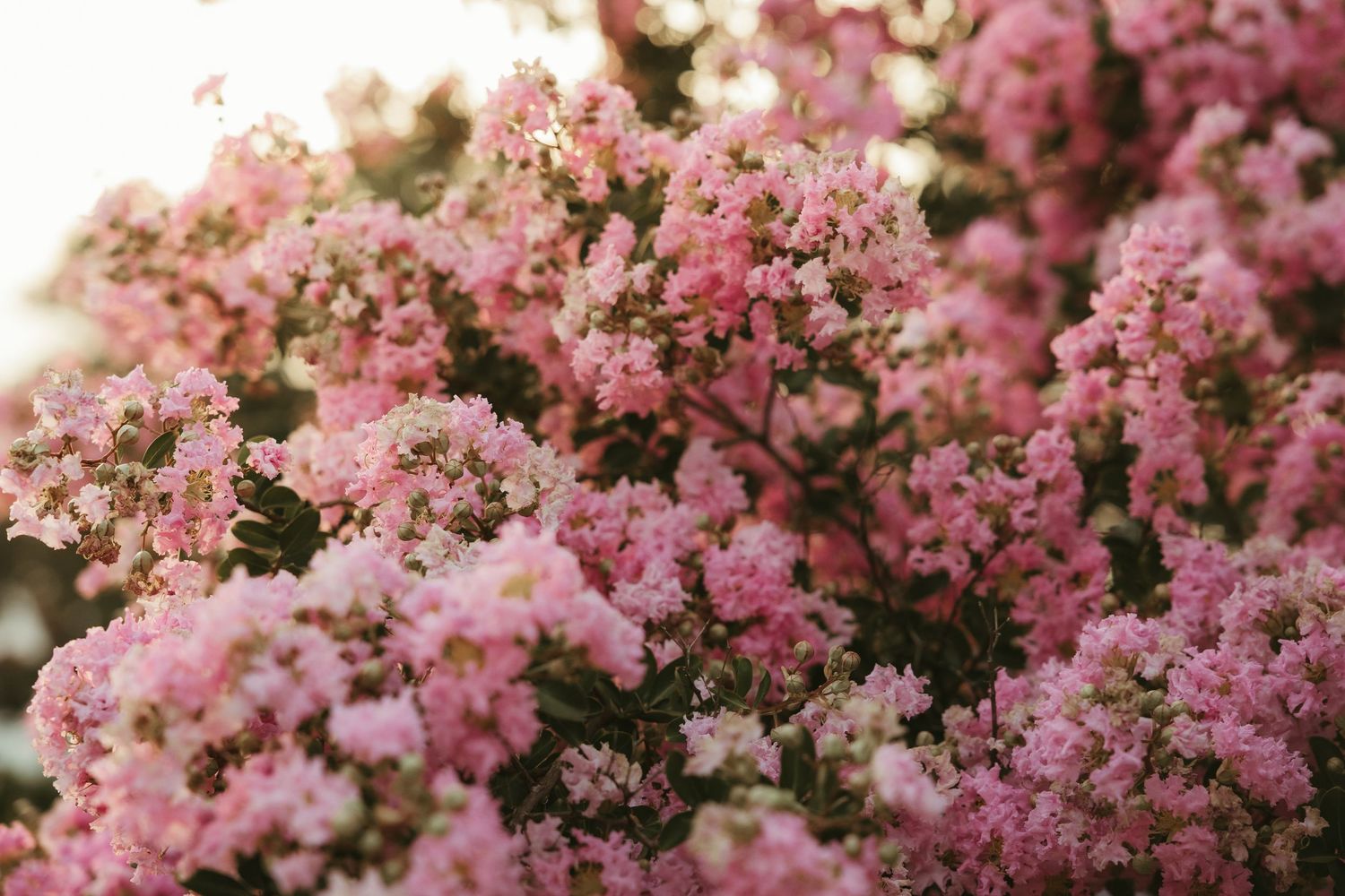 Pink blossoms in soft sunlight
Pink blossoms glowing in afternoon light during a nature detail photograph in Brisbane.