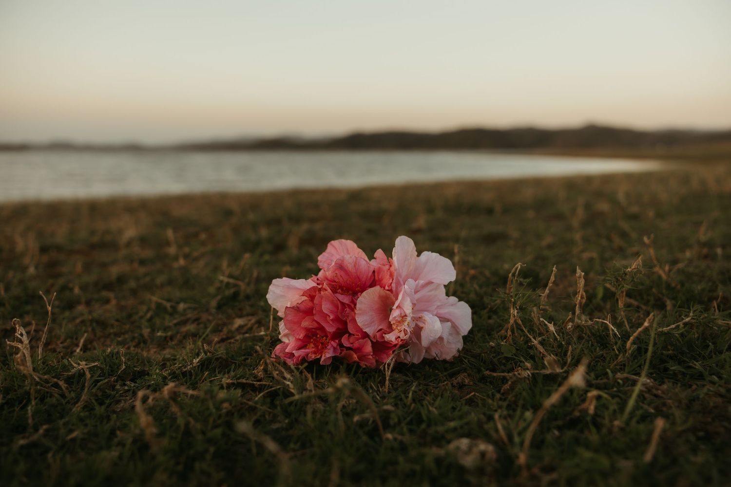 Pink flowers on grass at sunset
Soft pink flowers resting on grass at golden hour near the water, captured by Ipswich photographer.