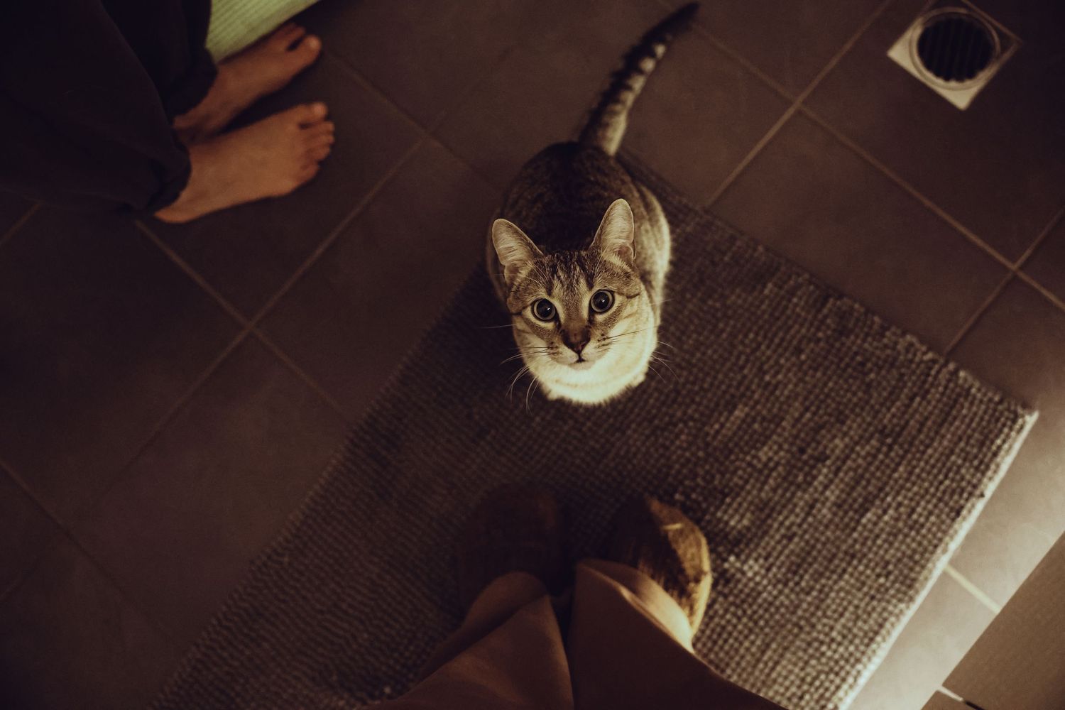 Cat looking up indoors
Tabby cat looking up from the floor during a cosy in-home photography moment.