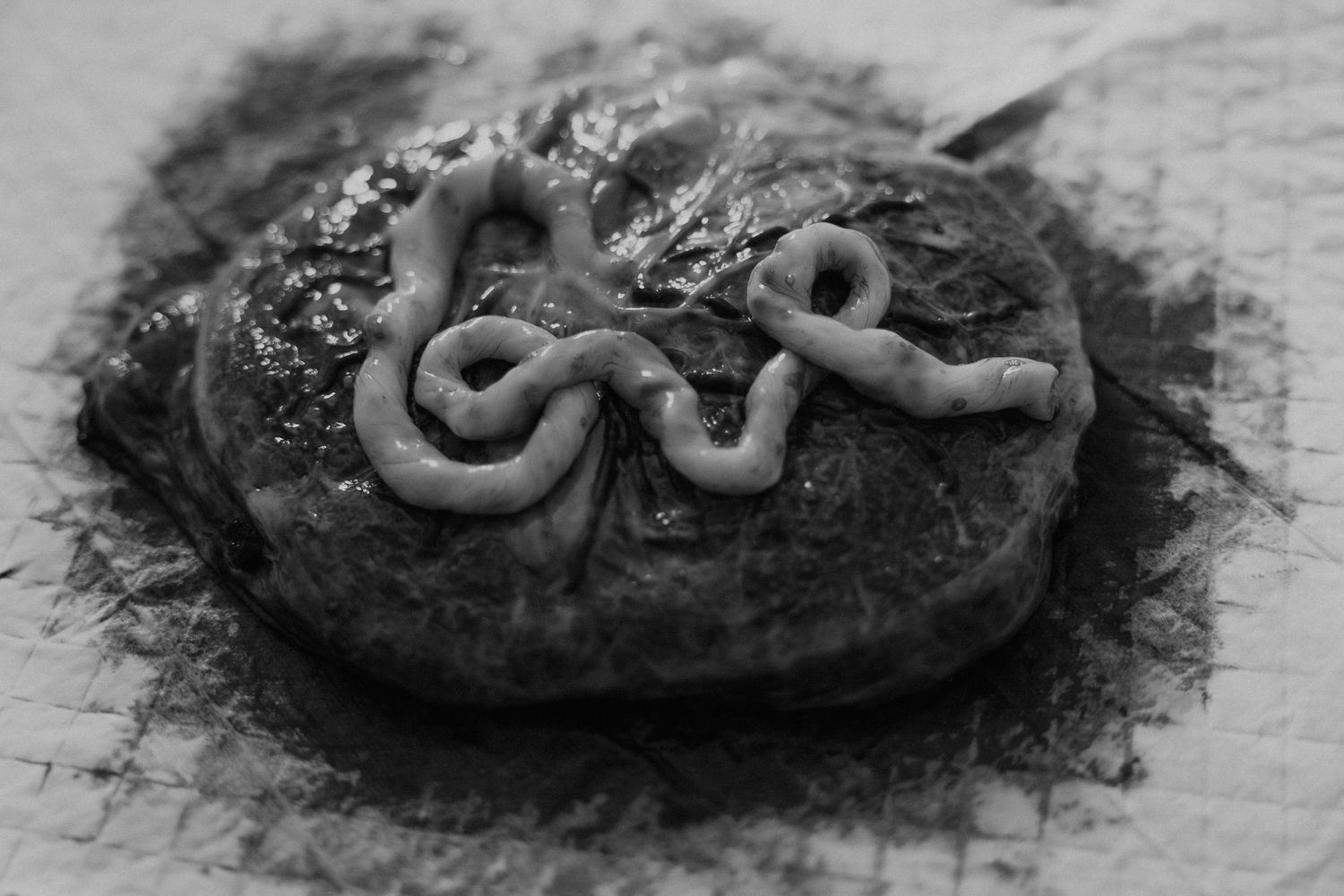 Placenta on cloth, birth detail
Fresh placenta captured as part of raw, documentary birth photography in Brisbane.