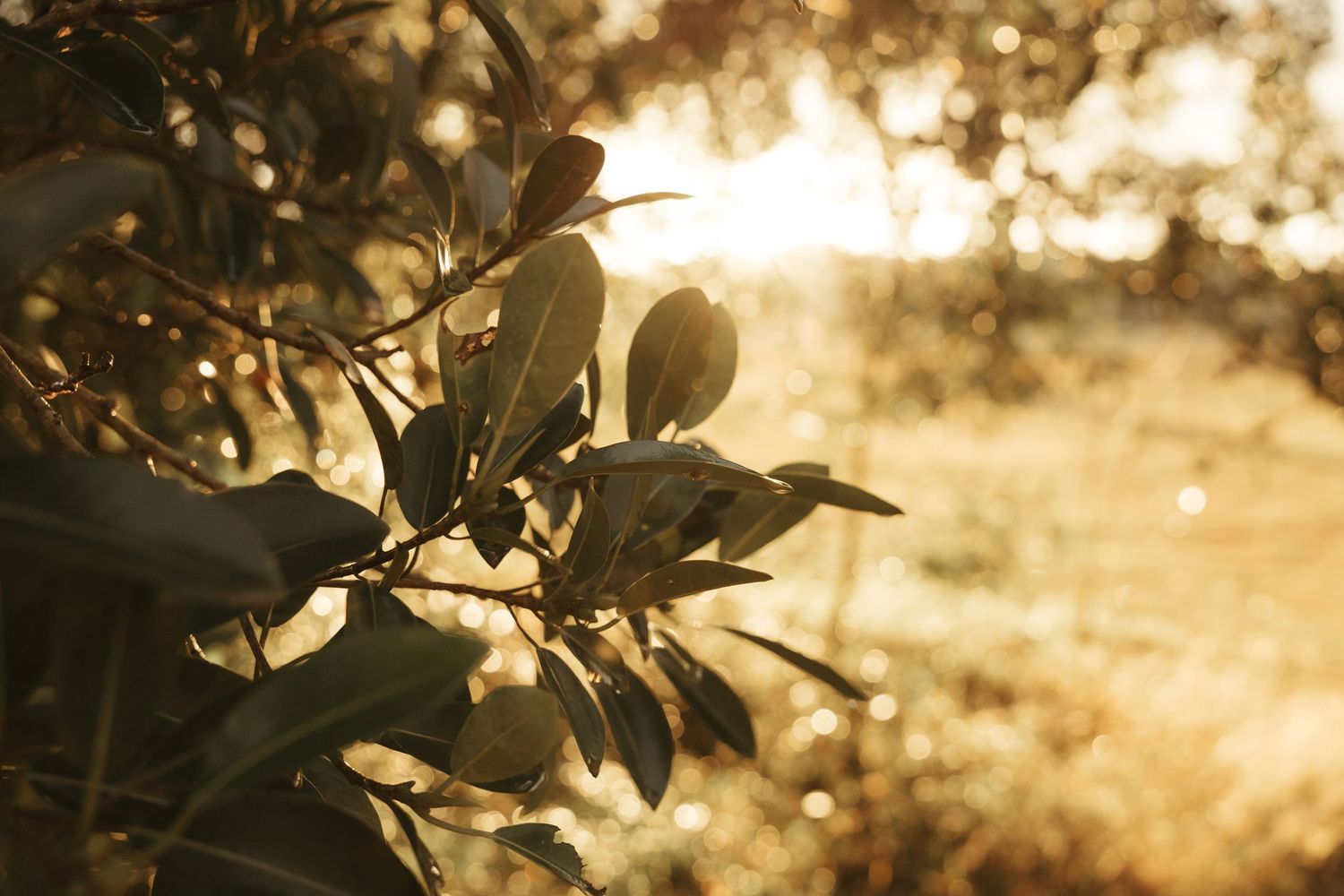 Leaves glowing in golden light
Warm golden-hour light illuminating leaves in a nature detail shot in South East Queensland.