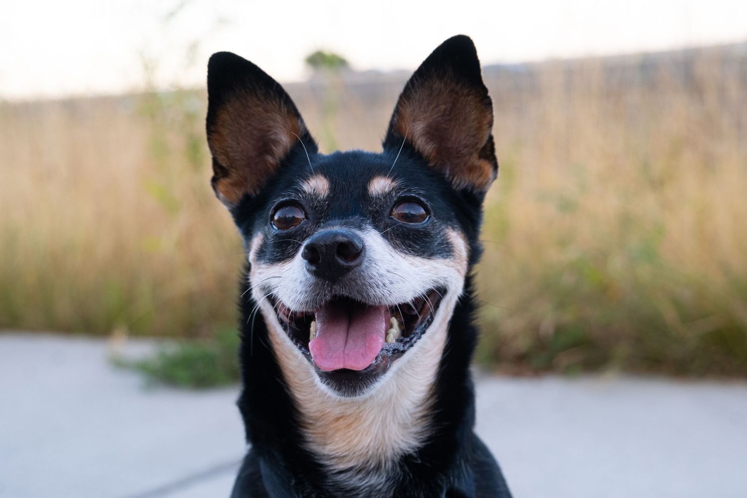 Happy black and tan Chihuahua dog smiling at camera with bright expression.