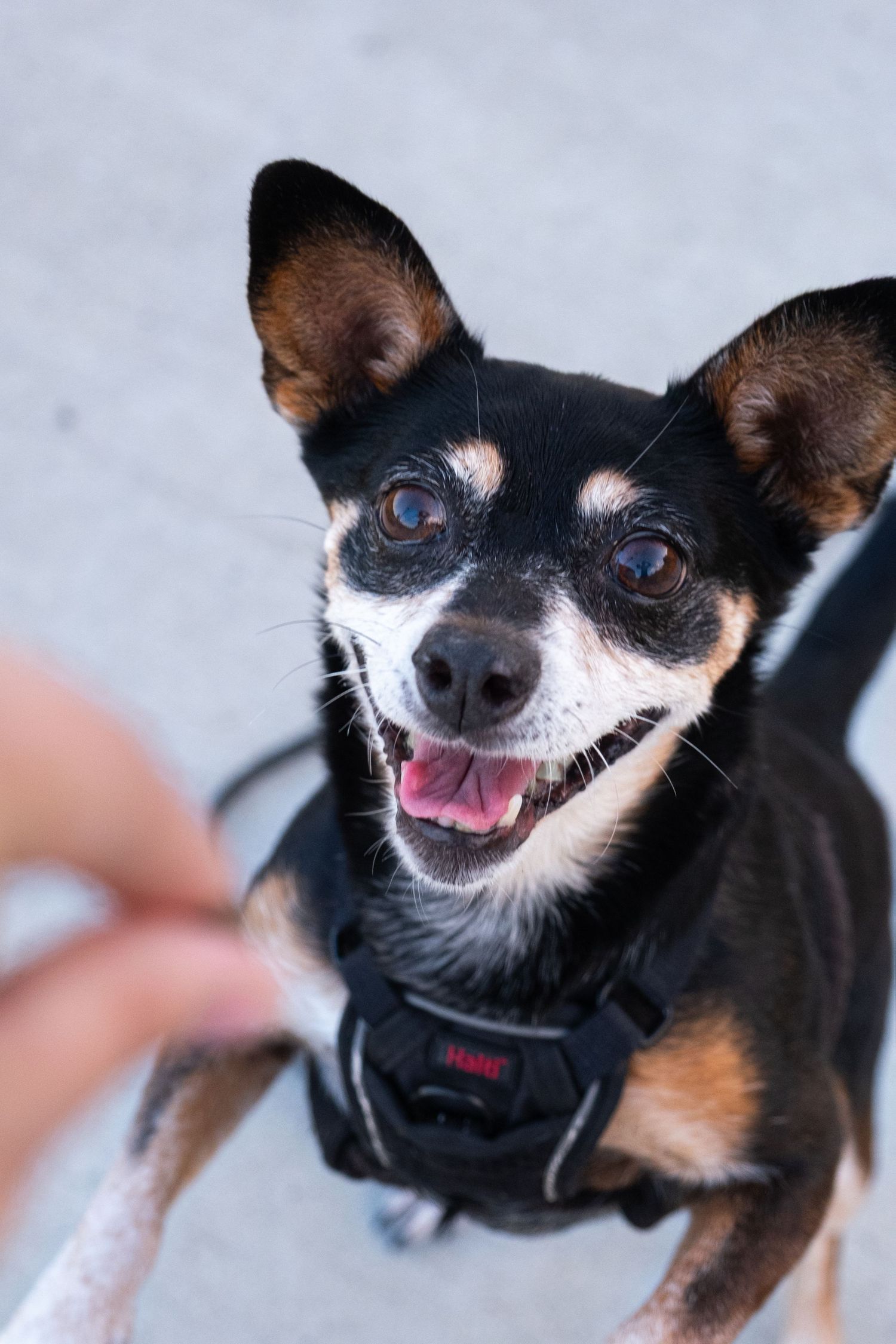 Black and tan Chihuahua showing various playful expressions in close-up shots.