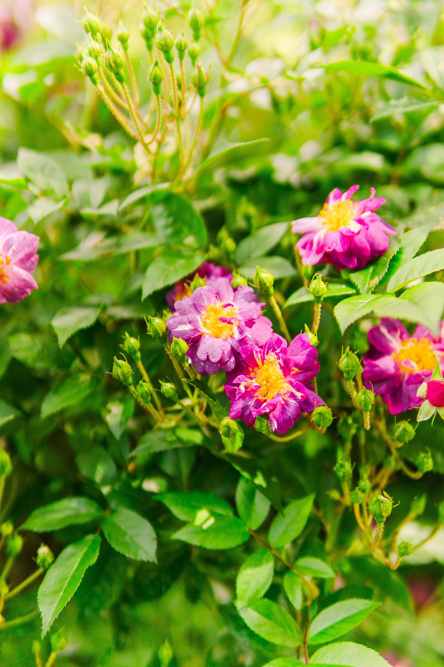 Vibrant pink wild roses with yellow centers bloom among lush green foliage in a garden setting.