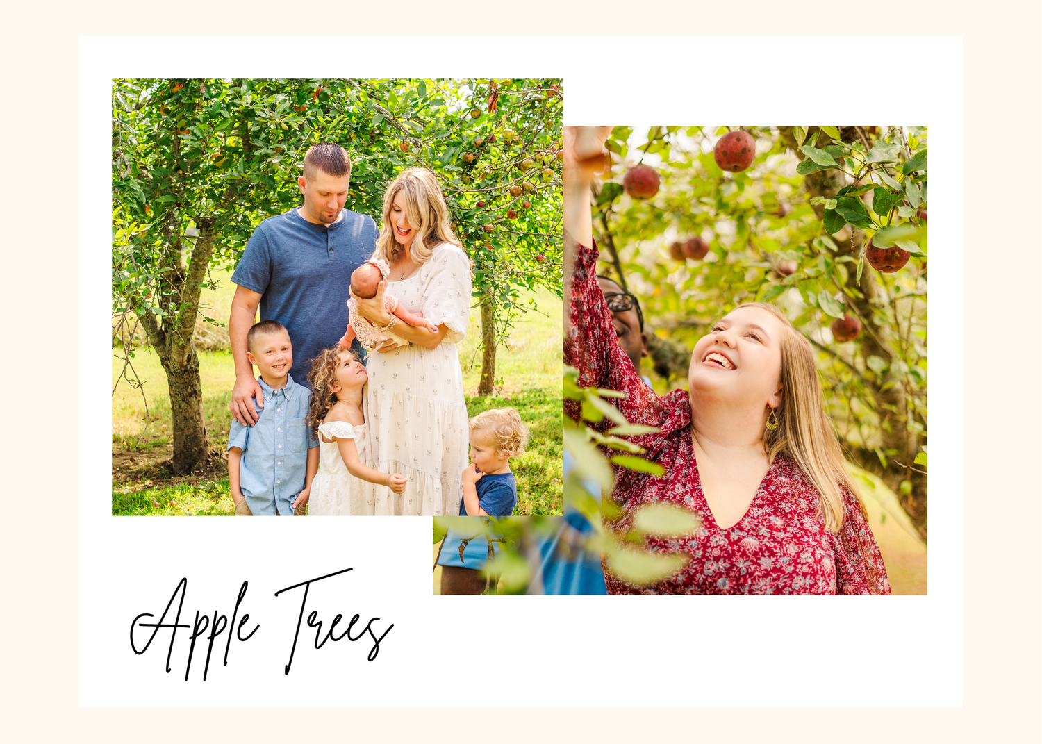 People enjoying a sunny day picking apples in a lush orchard during harvest season.