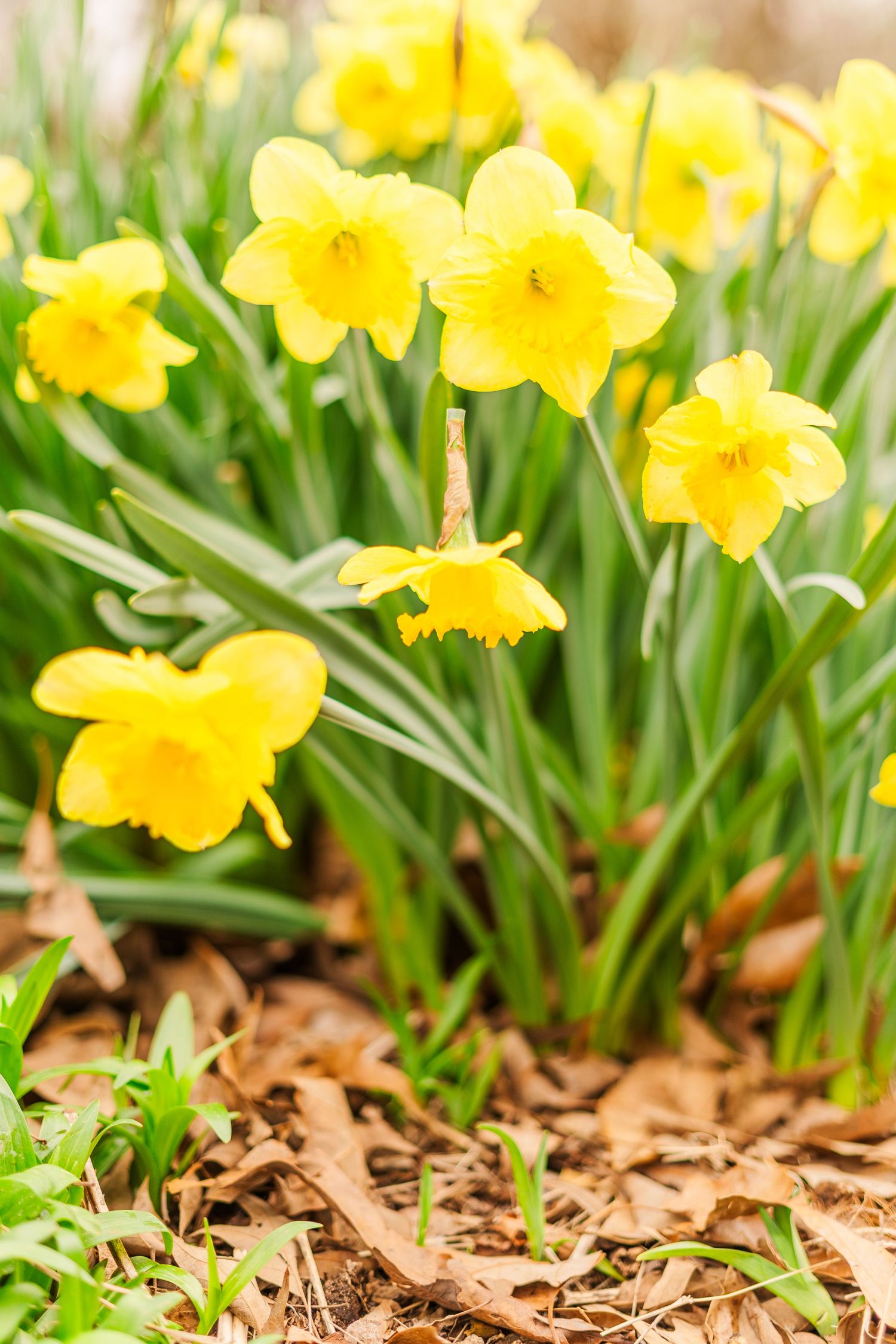 Yellow daffodils bloom in a garden bed covered with brown mulch and green stems in springtime.