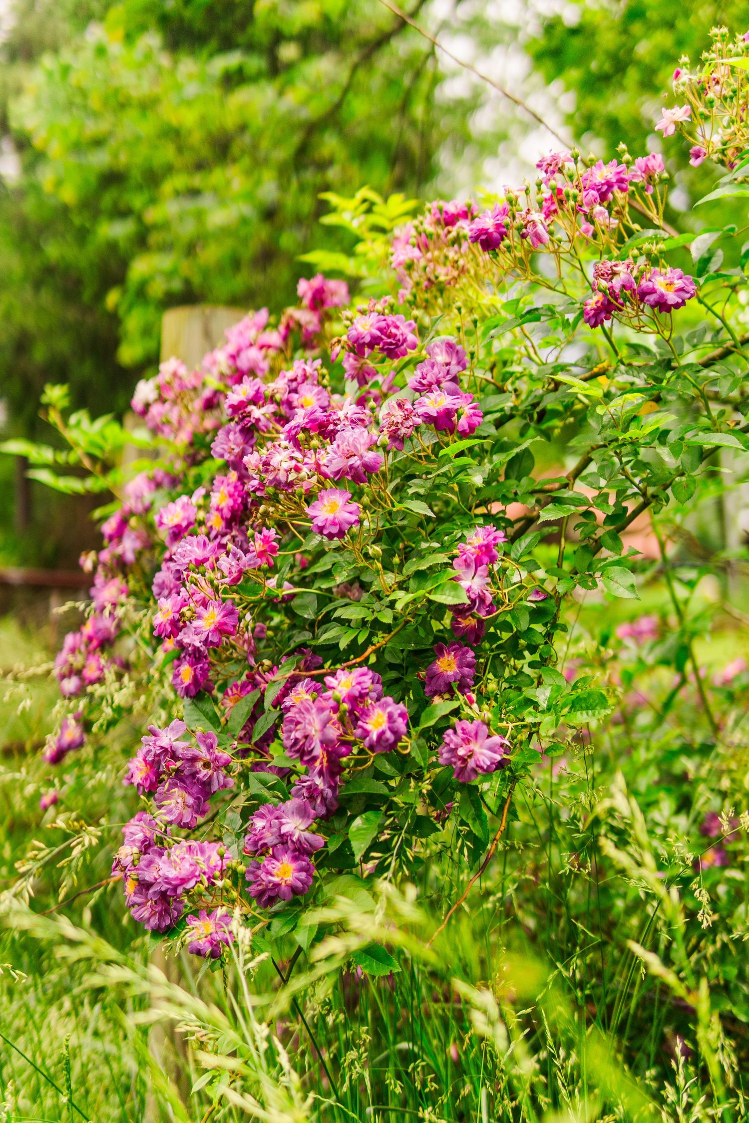 Pink asters bloom vibrantly against lush green foliage in a summer garden setting.