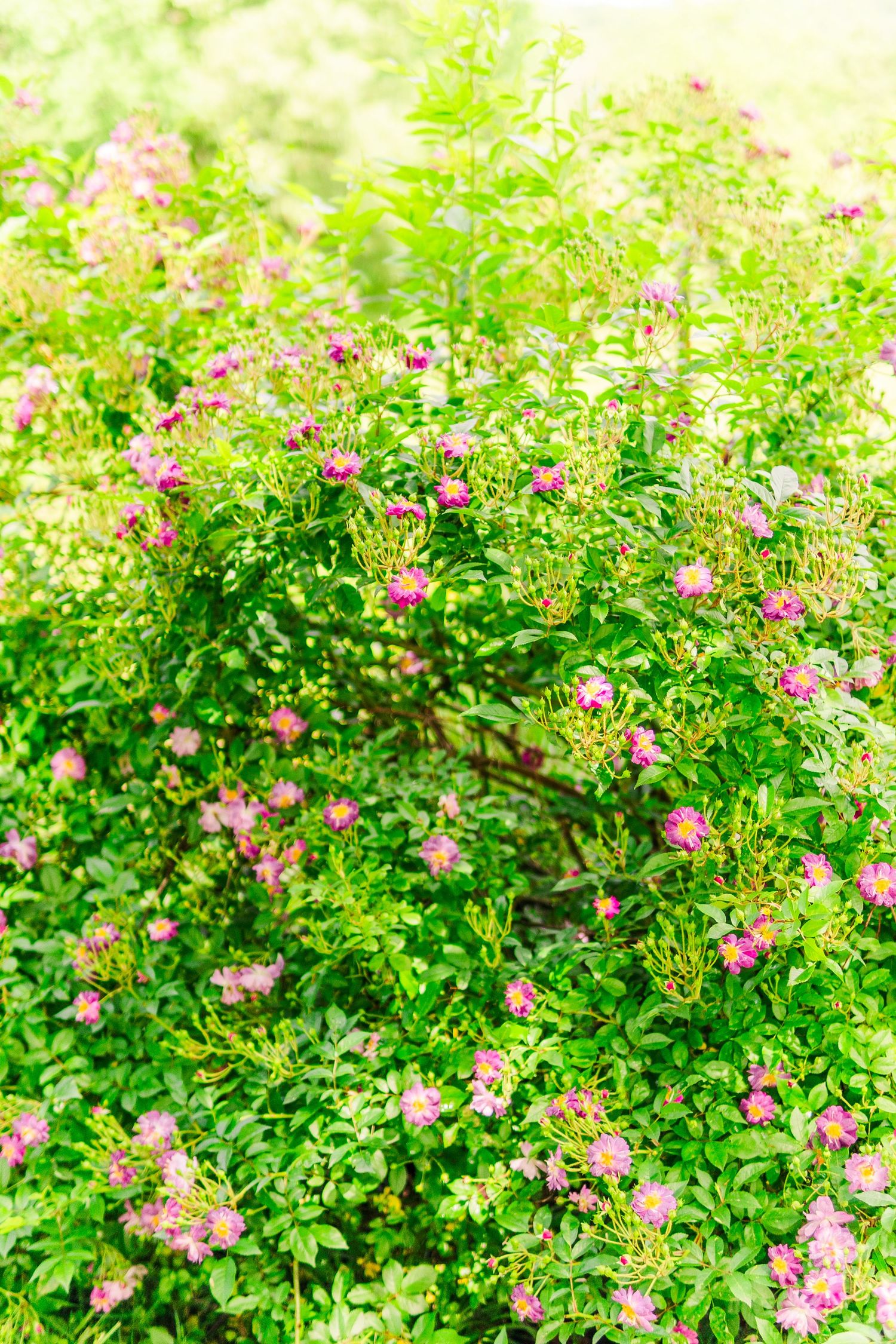 Pink flowers bloom among lush green foliage in a vibrant garden setting creating a natural floral display.