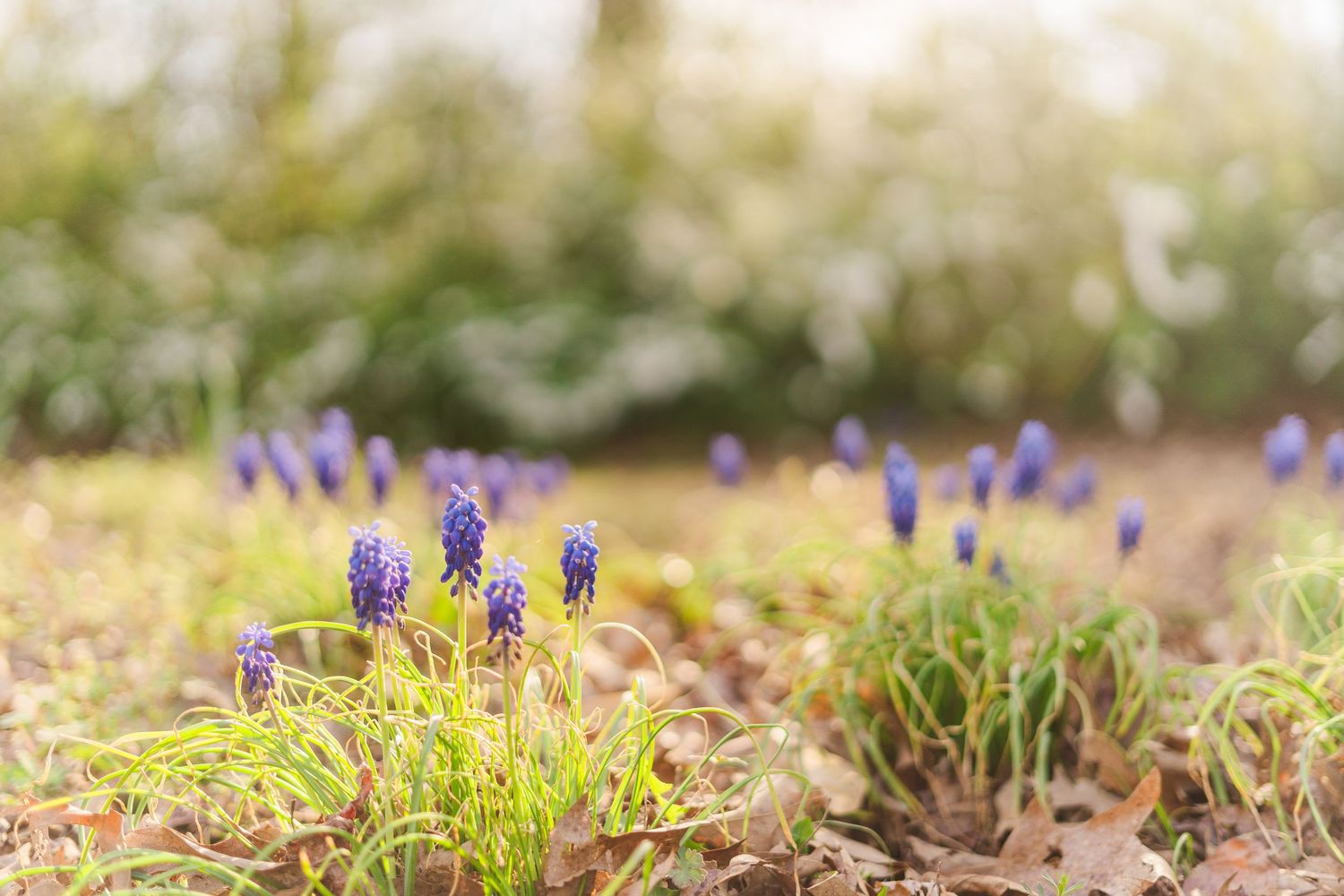 Purple grape hyacinth flowers blooming in soft focus garden setting.