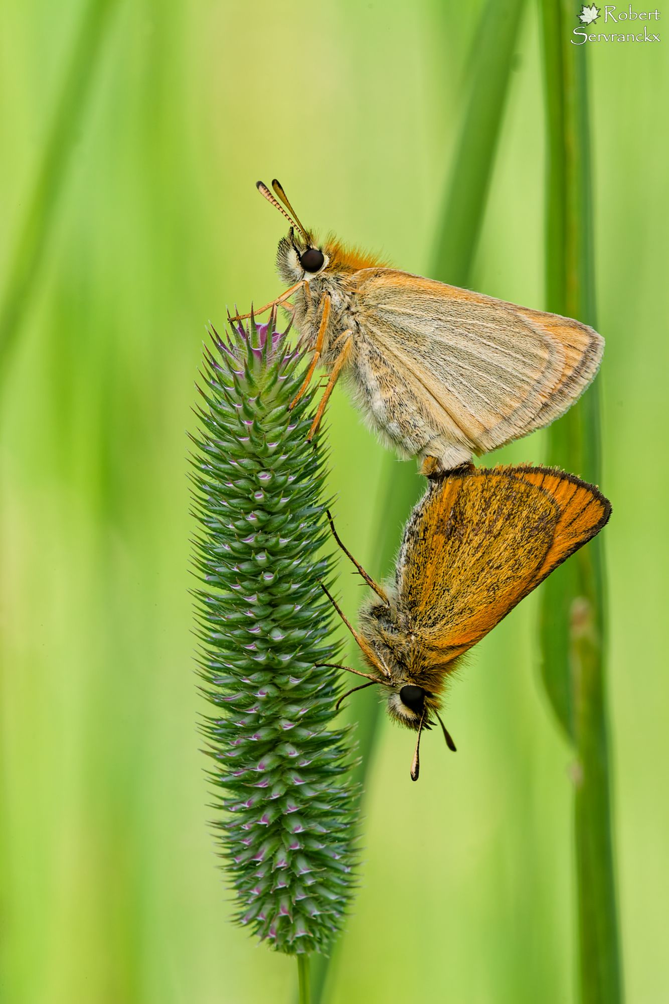 Mating European Skippers - Hespérie du dactyle en accouplement - Thymelicus lineola