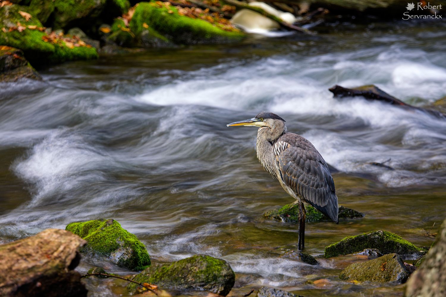 Great Blue Heron Fishing - Grand héron à la pêche - Ardea herodias
