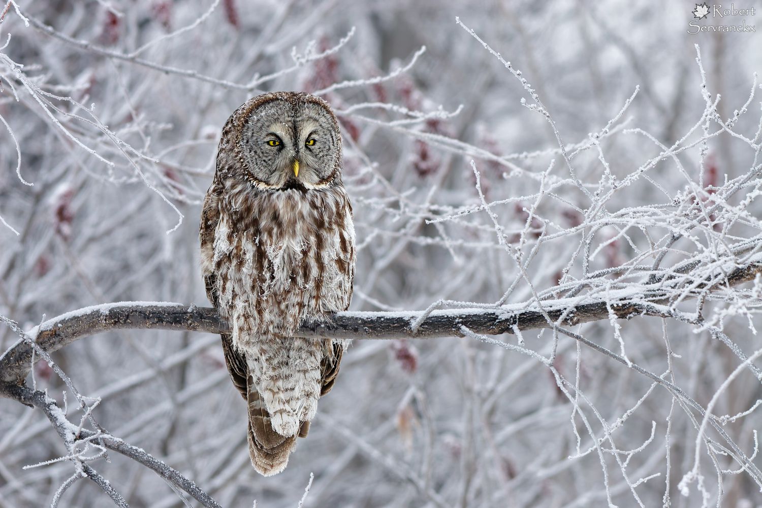 Frosty Great Gray Owl - Chouette lapone givrée - Strix nebulosa