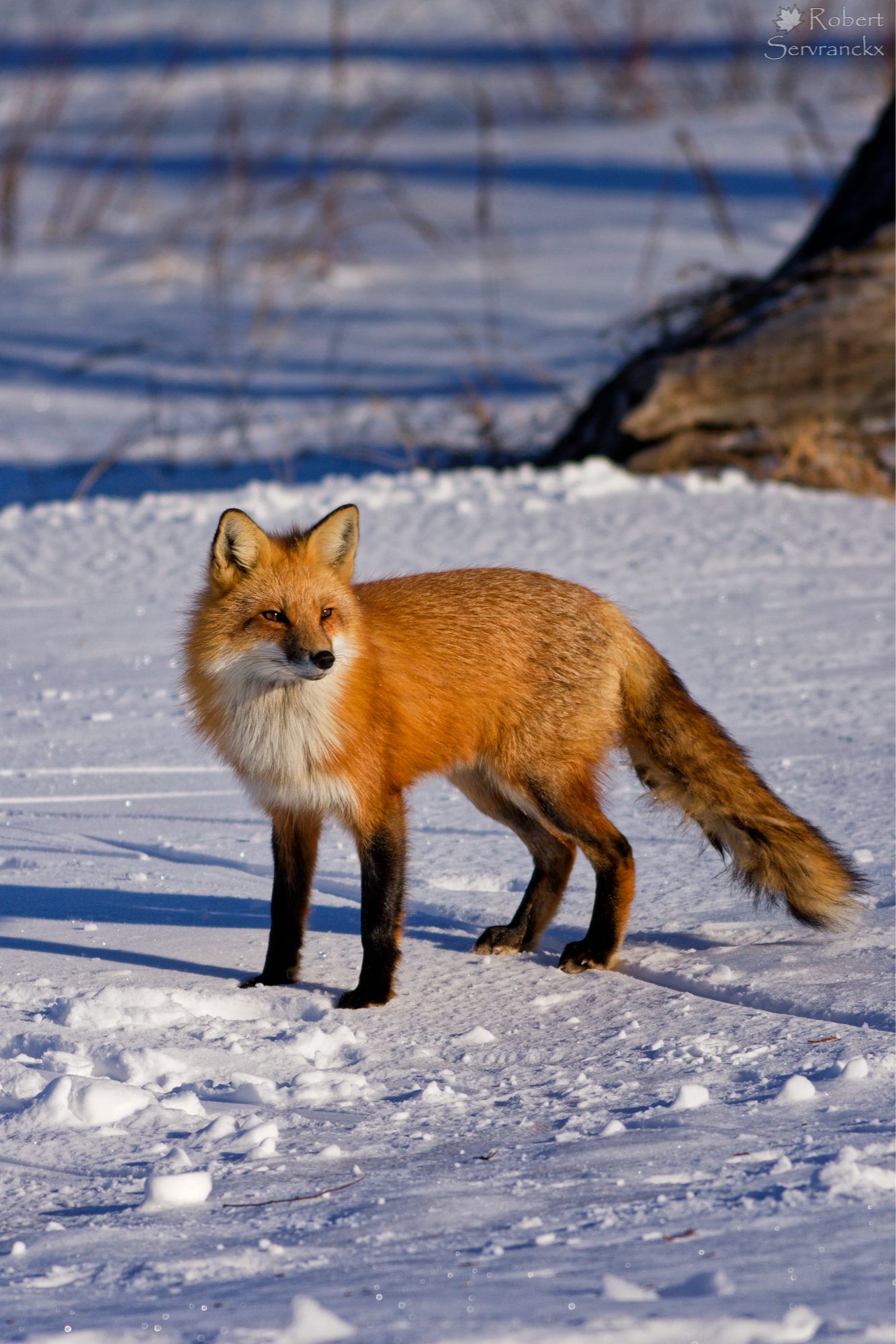 Red Fox in Winter - Renard roux en hiver - Vulpes vulpes