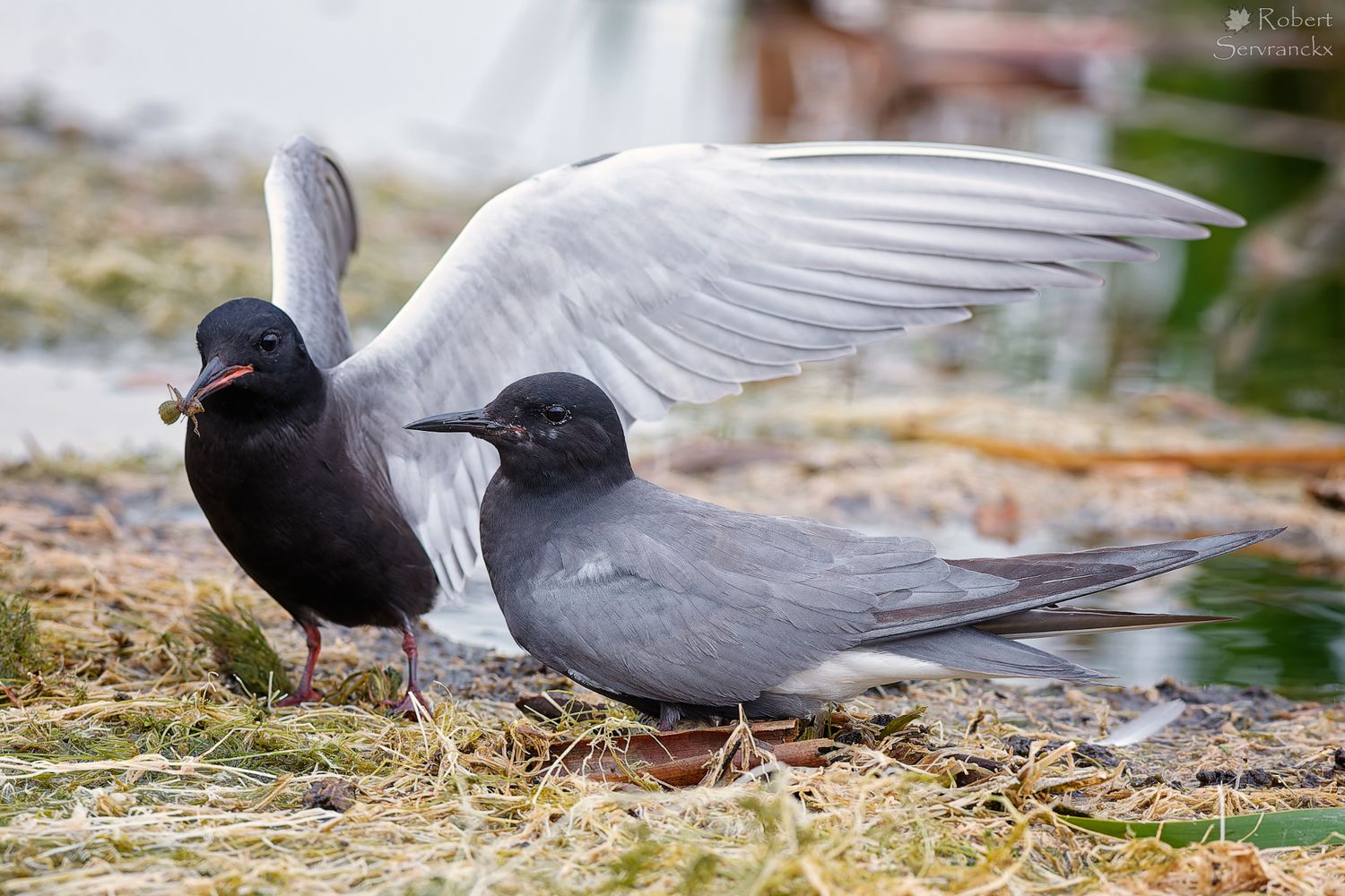 Nesting Black Tern Being Fed by Mate - Sterne noire nichant, nourrie par son partenaire