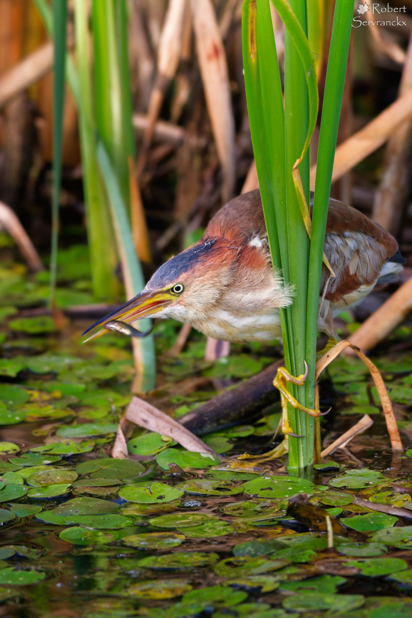 Least Bittern with Fish - Petit blongios avec un poisson - Botaurus exilis