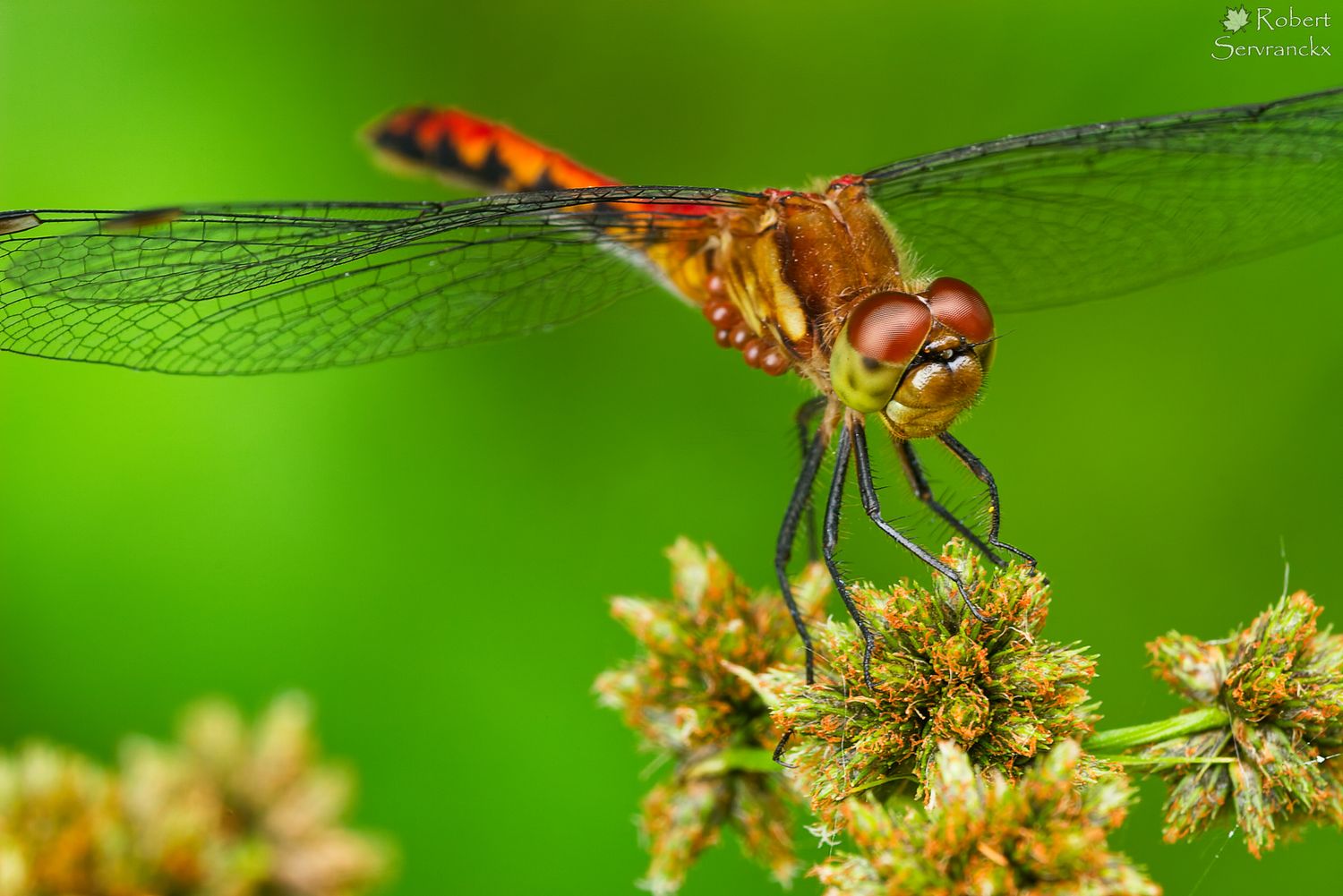 Ruby Meadowhawk Infested by Mites -  Libellule Sympétrum à dos roux infestée de mites - Sympetrum rubicundulum