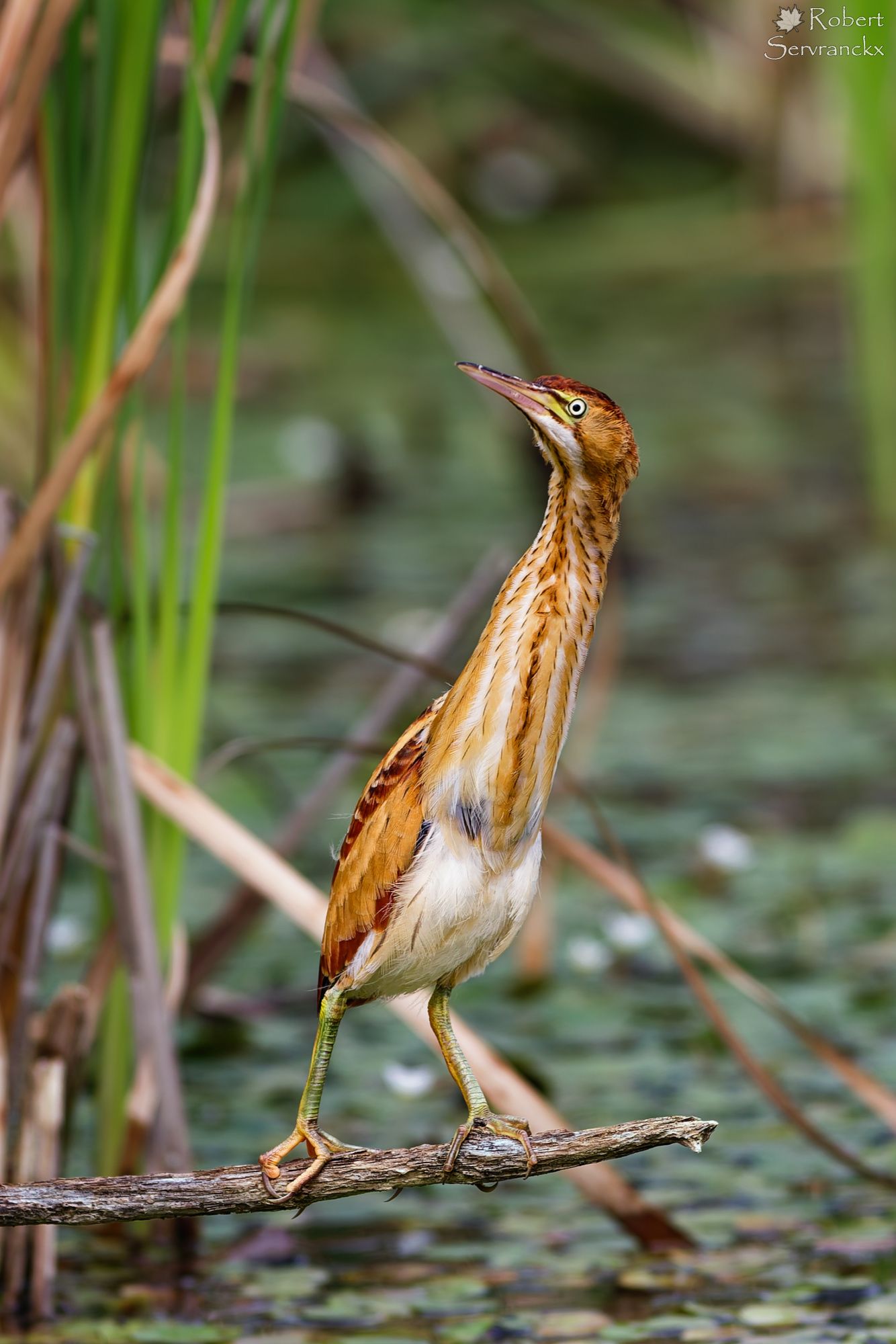 Least Bittern - Petit blongios - Botaurus exilis