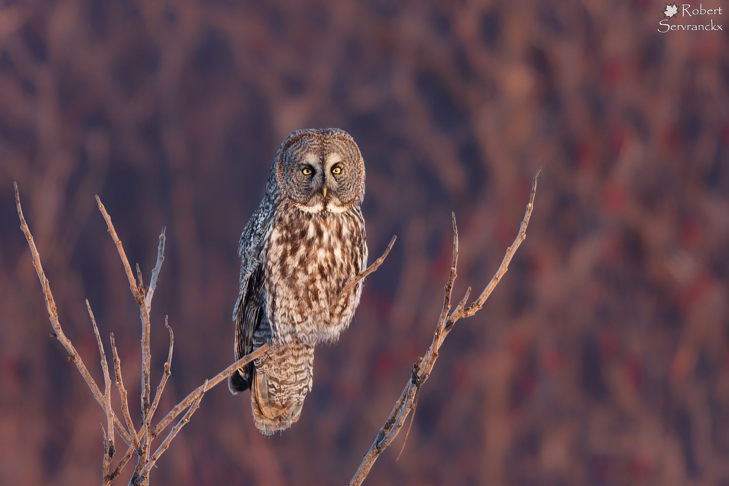Great Gray Owl - Chouette lapone - Strix nebulosa