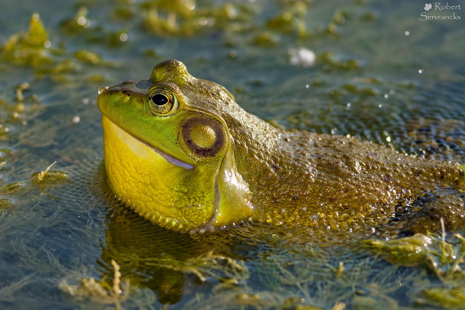 American Bullfrog Calling - Ouaouaron - Lithobates catesbeianus