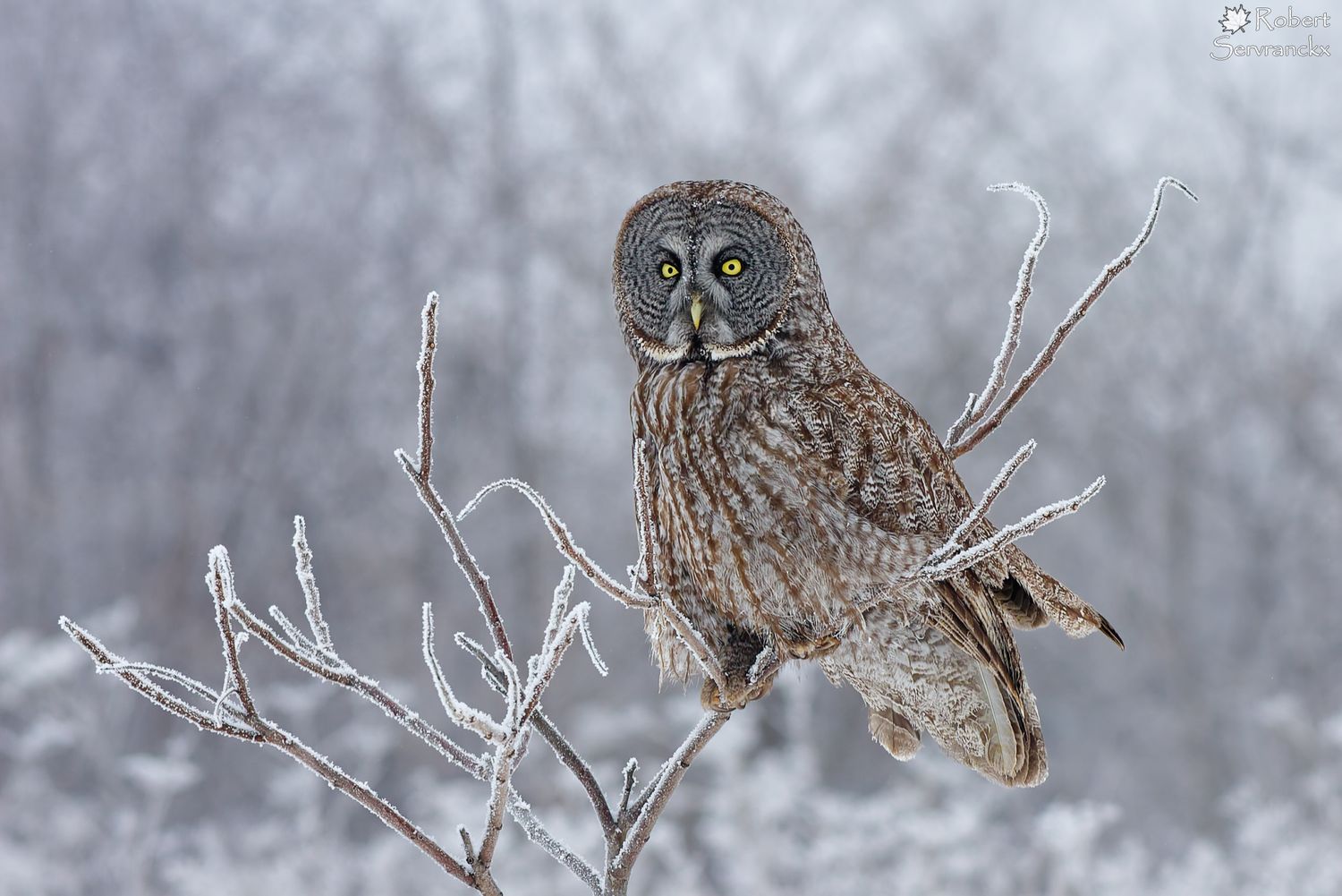 Frosty Great Gray Owl - Chouette lapone givrée - Strix nebulosa