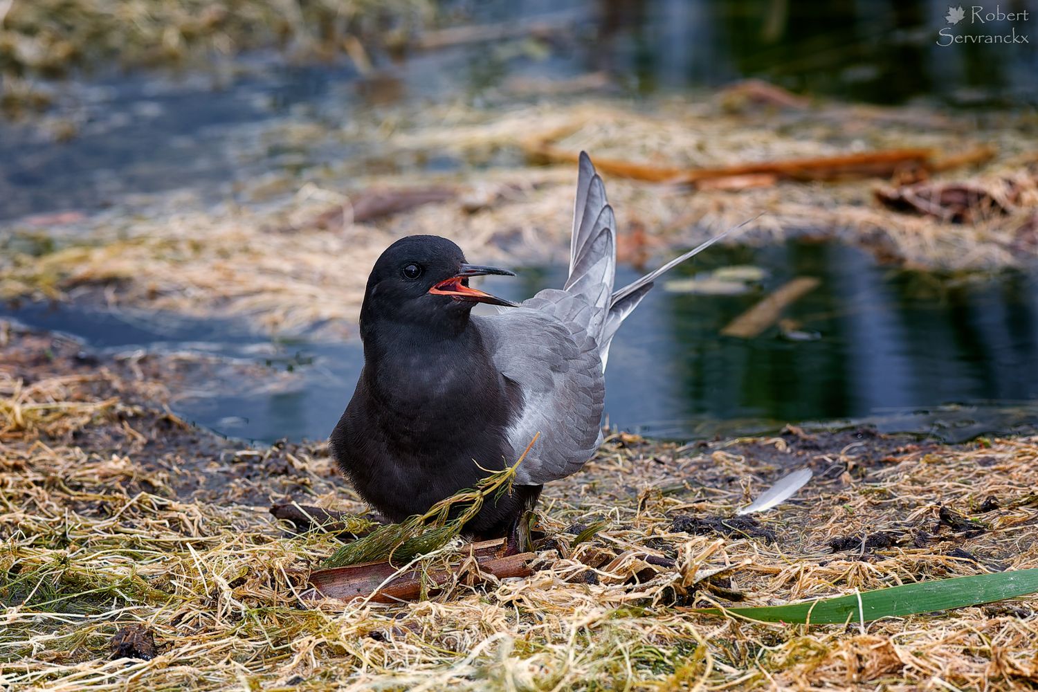 Black Tern - Sterne noire