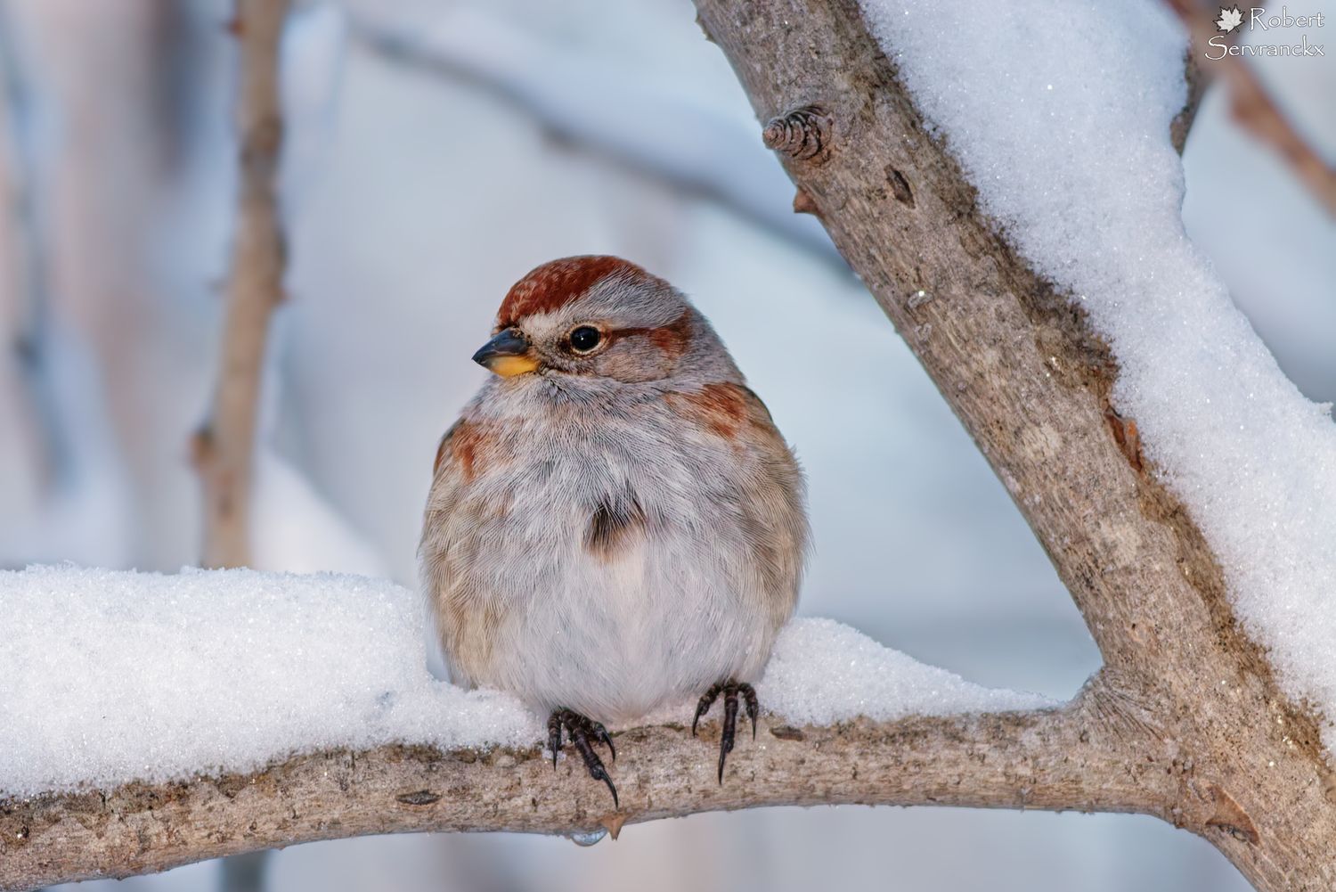 American Tree Sparrow - Bruant hudsonien -  Spizelloides arborea
