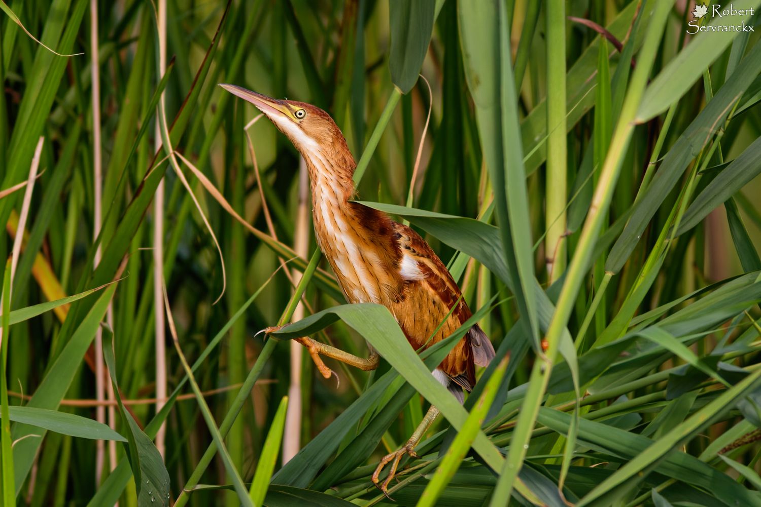 Least Bittern - Petit Blongios - Botaurus exilis