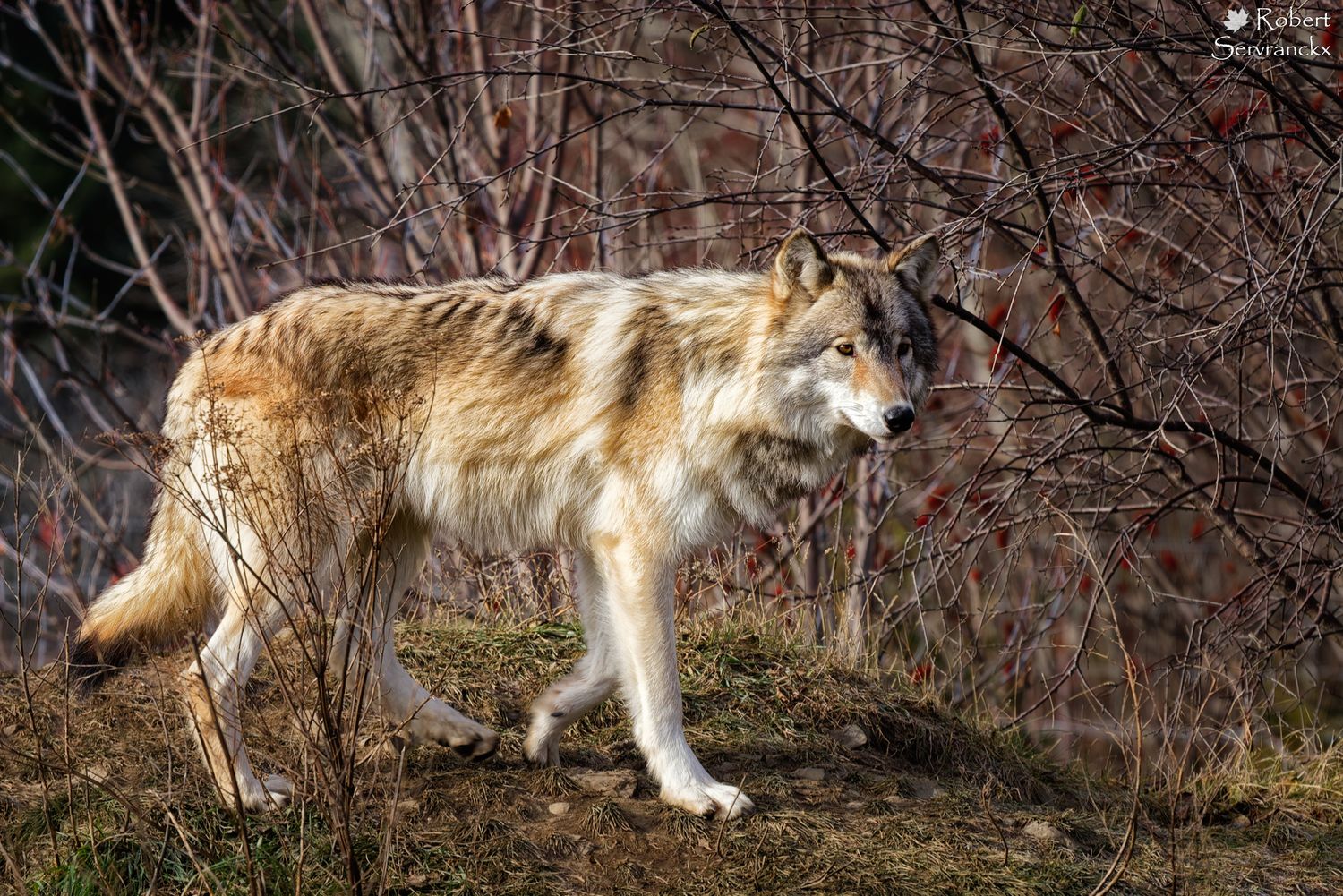 Gray Wolf (Captive) - Loup gris (captif) - Canis lupus