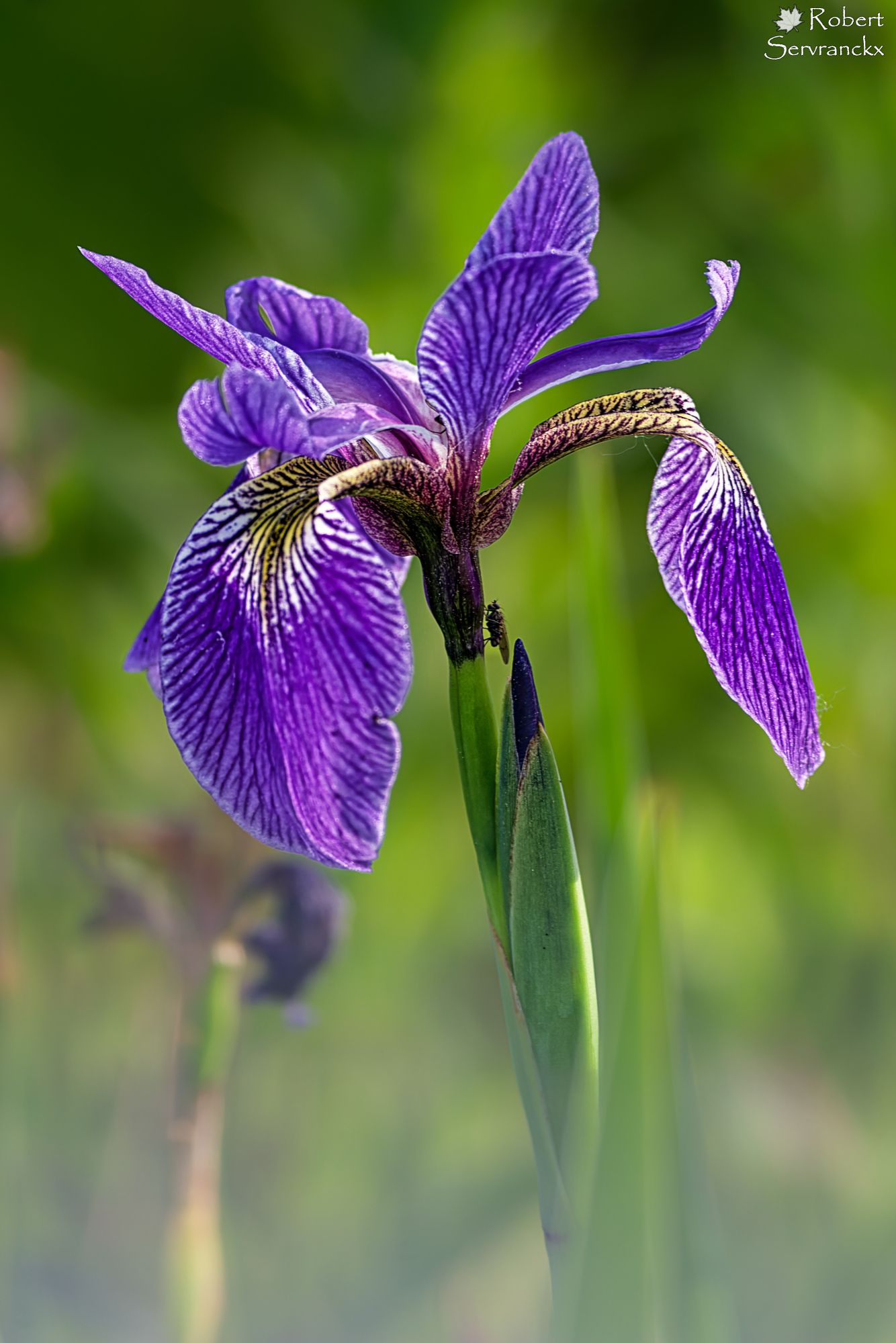 Blue Flag Iris - Iris versicolore