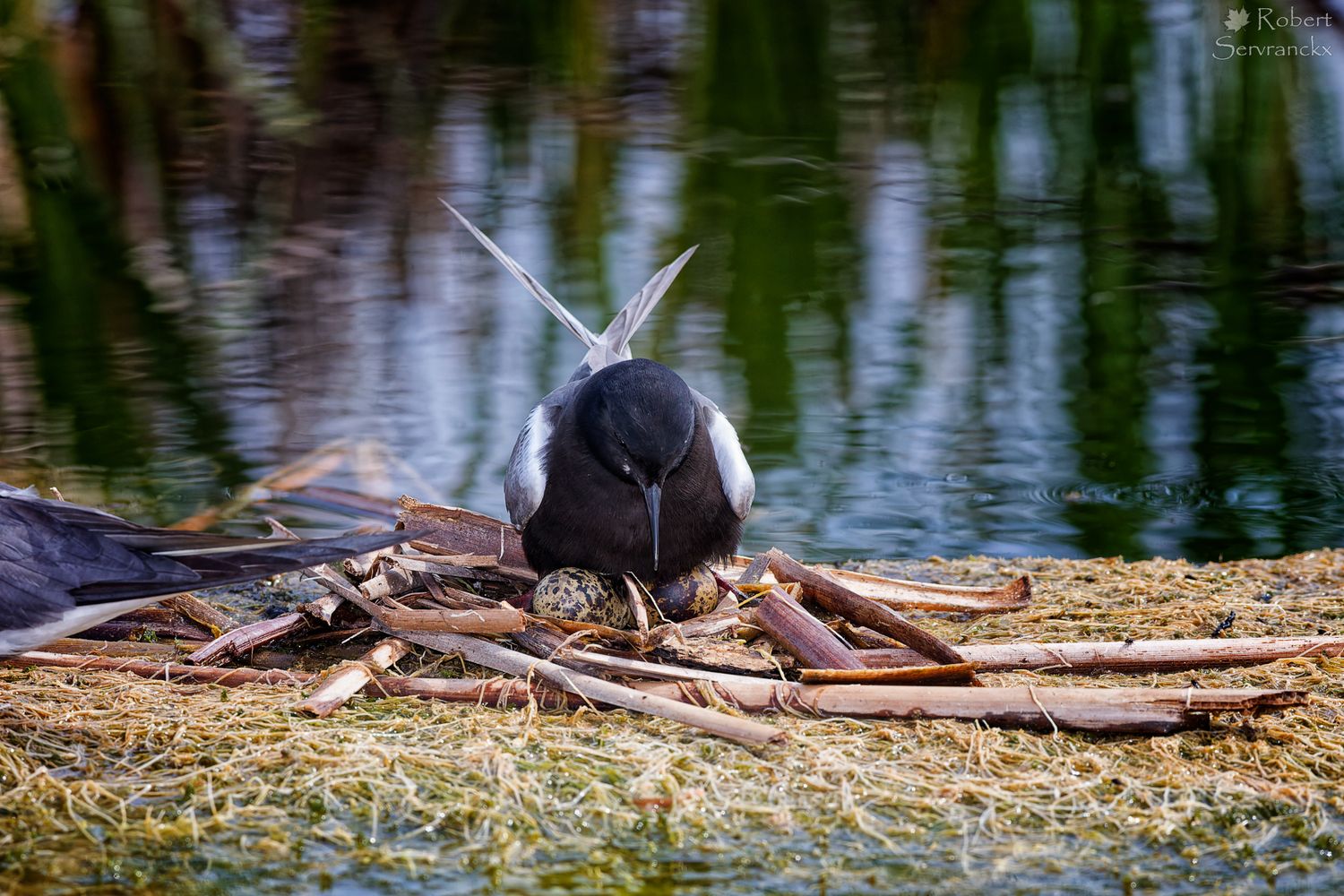 Nesting Black Tern - Sterne noire nichant