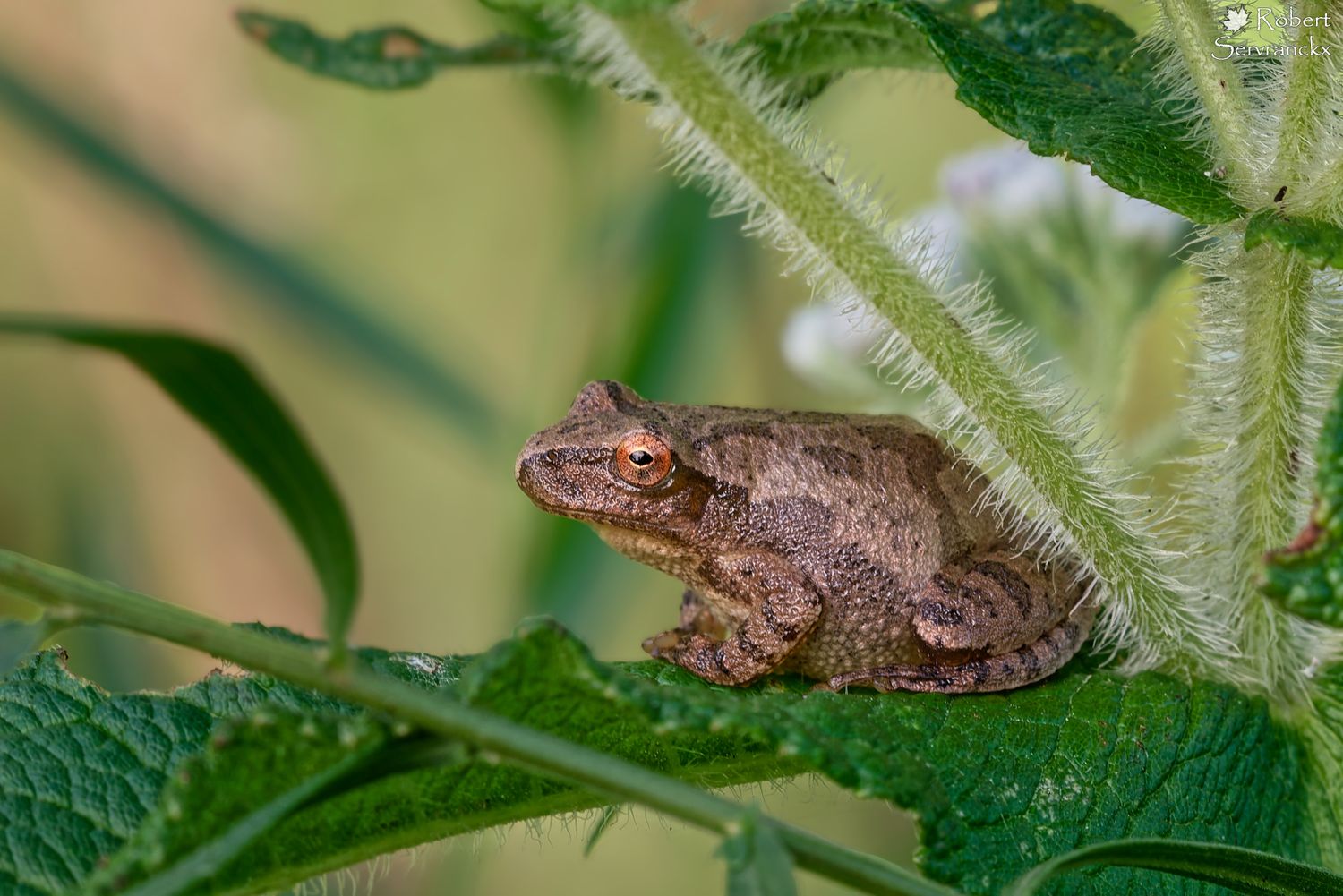 Spring Peeper -  Rainette crucifère - Pseudacris crucifer