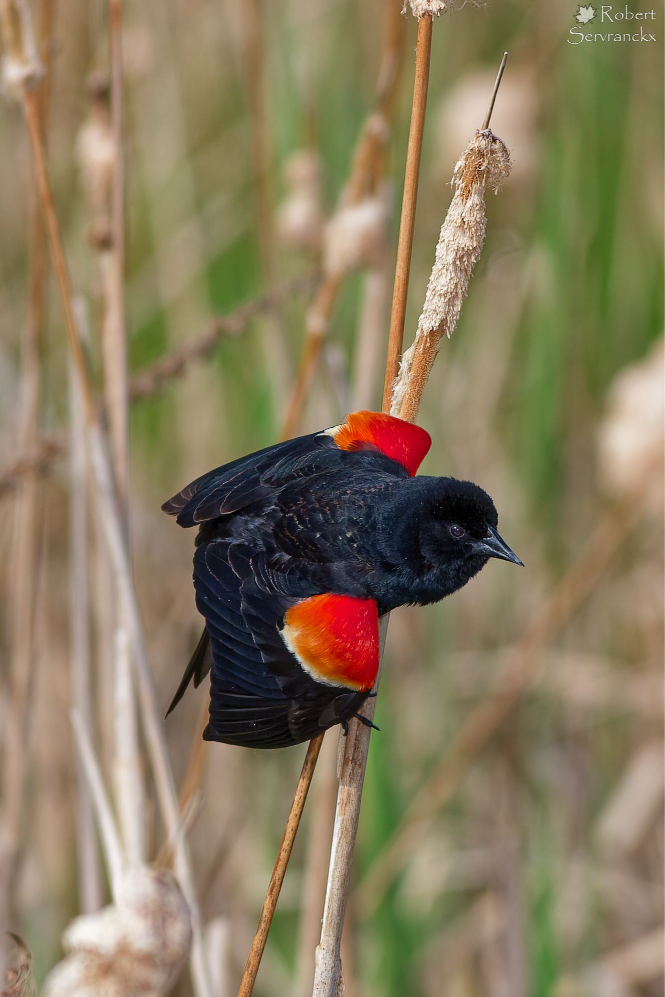 Red-Winged Blackbird on Cattail - Carouge à épaulettes sur quenouille - Agelaius phoeniceus
